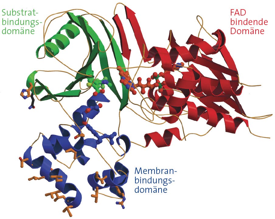 Aufbau der Protoporphyrinogen-Oxidase