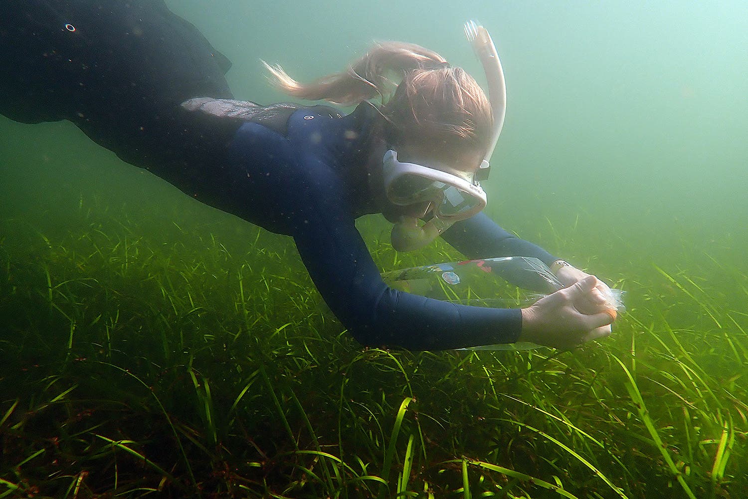 Eine Taucherin in einem Neoprenanzug untersucht eine Seegraswiese in der Ostsee. Sie hält ein wissenschaftliches Gerät, um das Potenzial von Seegras zur Kohlenstoffspeicherung zu erforschen. Die Umgebung ist von grünem Seegras und klarem Wasser geprägt.
