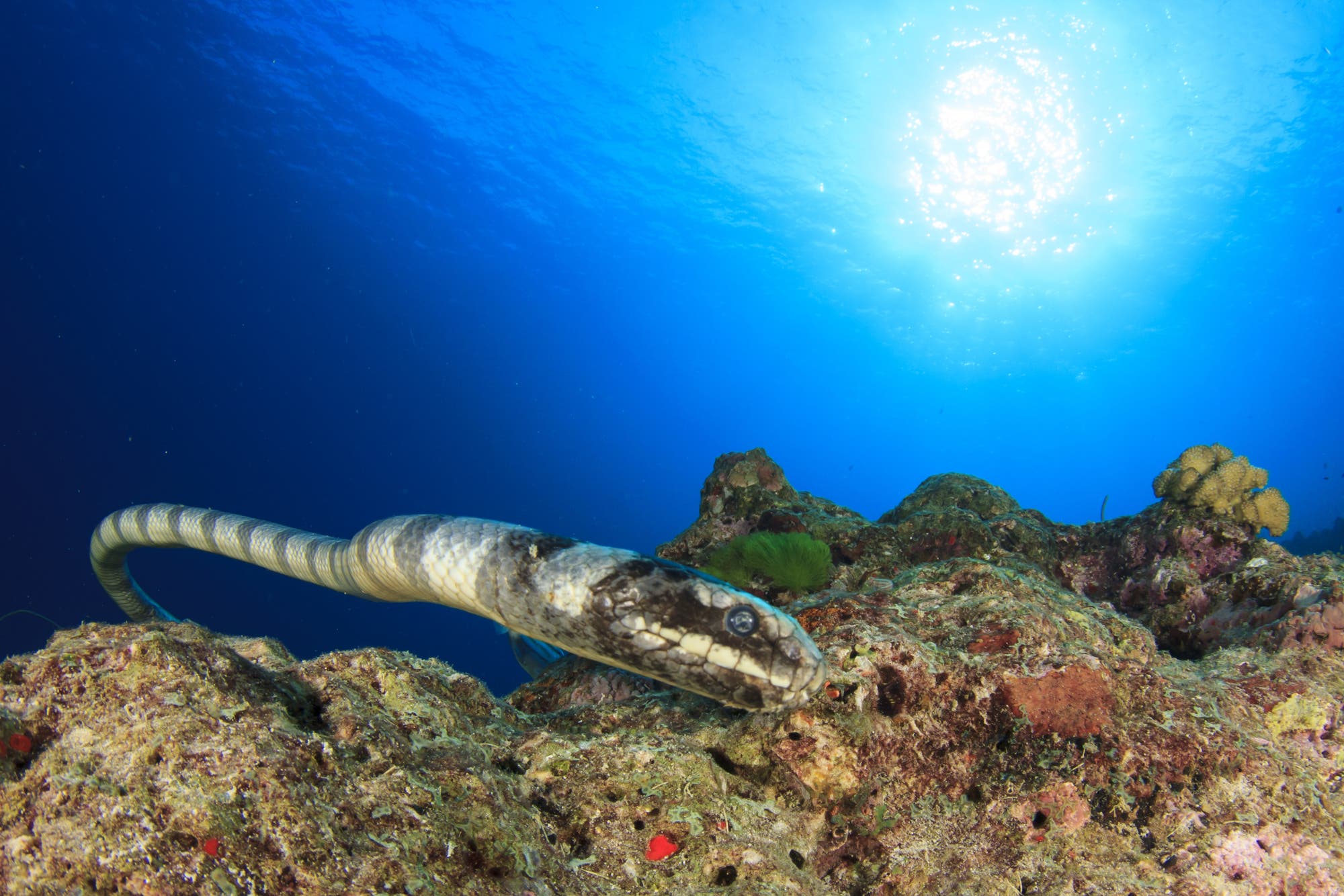 Eine schwarz-weiß geringelte Schlange schwimmt nah am Meeresboden