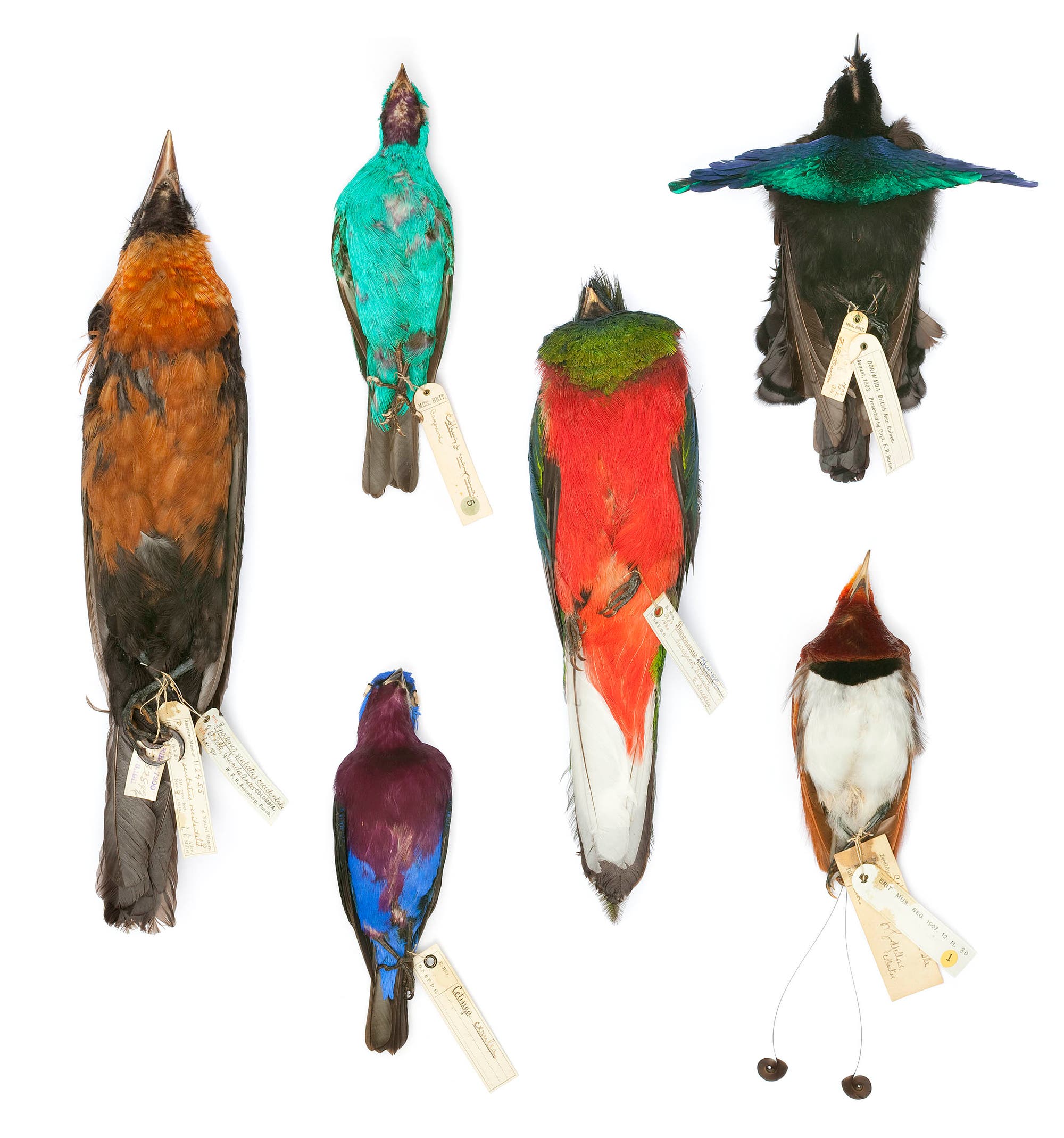 Tropische Vögel aus dem Natural History Museum in Tring