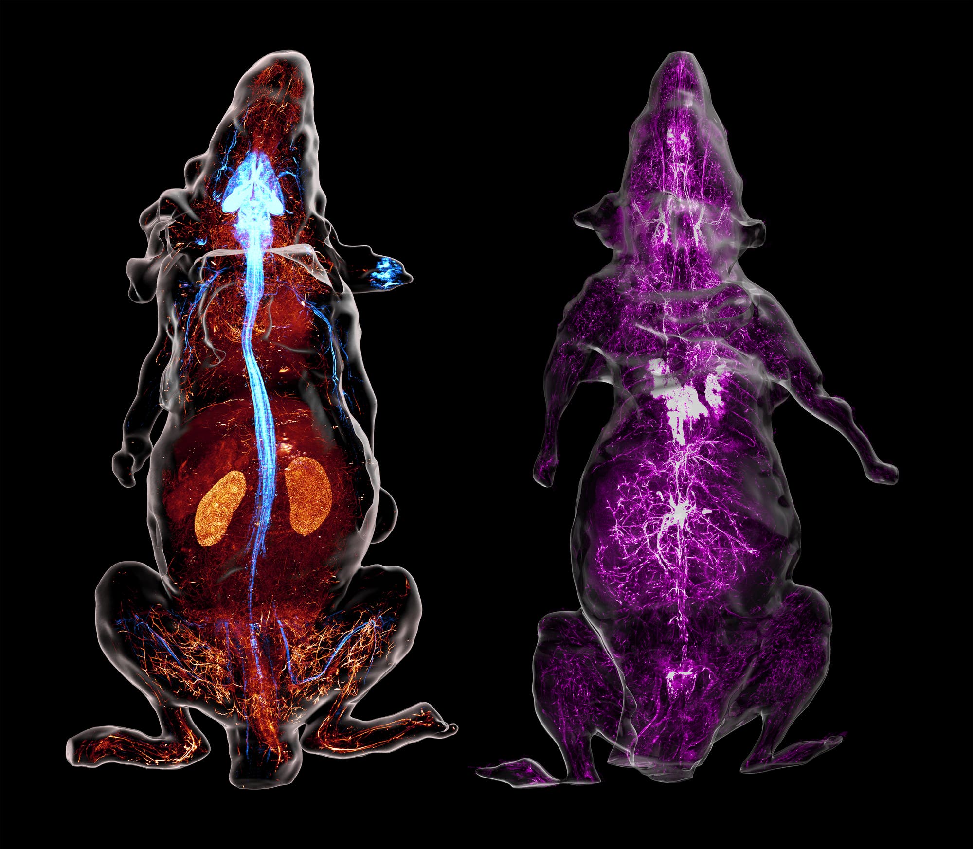 Zwei durchsichtige Darstellungen von Mäusen auf schwarzem Hintergrund. Die linke Maus zeigt ein detailliertes Bild des Blutkreislaufsystems in Rot, wobei die Organe wie Nieren hervorgehoben sind. Das Nervensystem ist blau eingefärbt. In der rechten Maus ist das sympathische Nervensystem in Violett zu sehen.