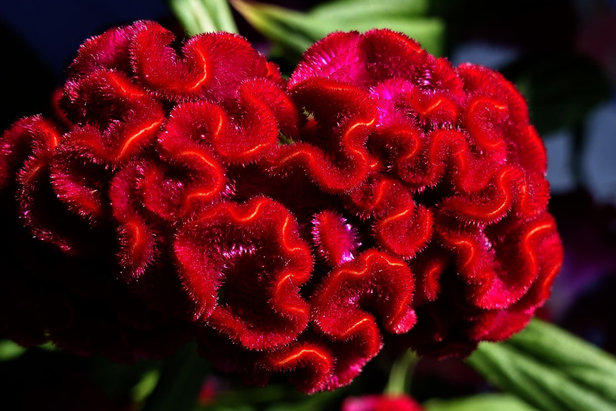 Eine Nahaufnahme einer leuchtend roten Hahnenkammblume (Celosia cristata) mit samtiger, wellenförmiger Struktur. Die Blütenblätter sind dicht und haben einen samtigen Glanz, der im Licht schimmert. Im Hintergrund sind unscharf grüne Blätter zu sehen.