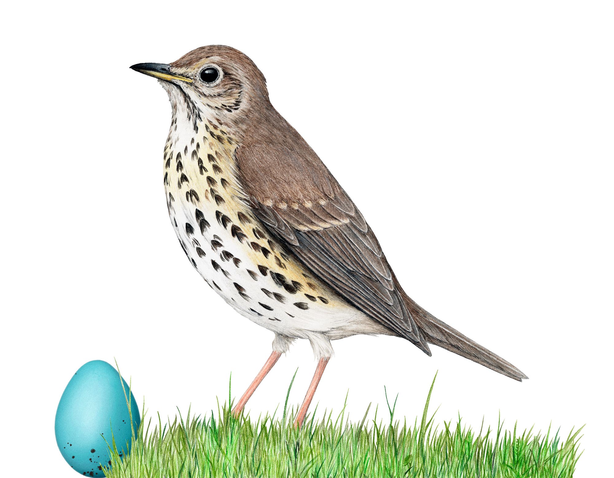 Eine detailliert gezeichnete Singdrossel mit braunem Gefieder und gesprenkelter Brust steht auf grünem Gras. Neben dem Vogel liegt ein hellblaues Ei. 