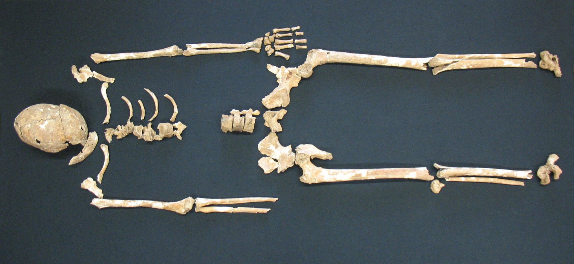 Ein Skelett von Aschheim