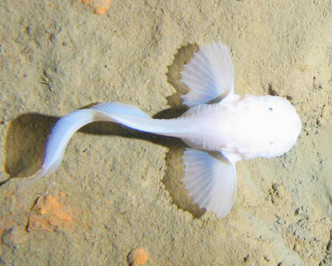 Der Tiefseefisch aus der Familie der <i>(Liparidae)</i> ist der bislang tiefste, jemals fotografierte Fisch der Erde.