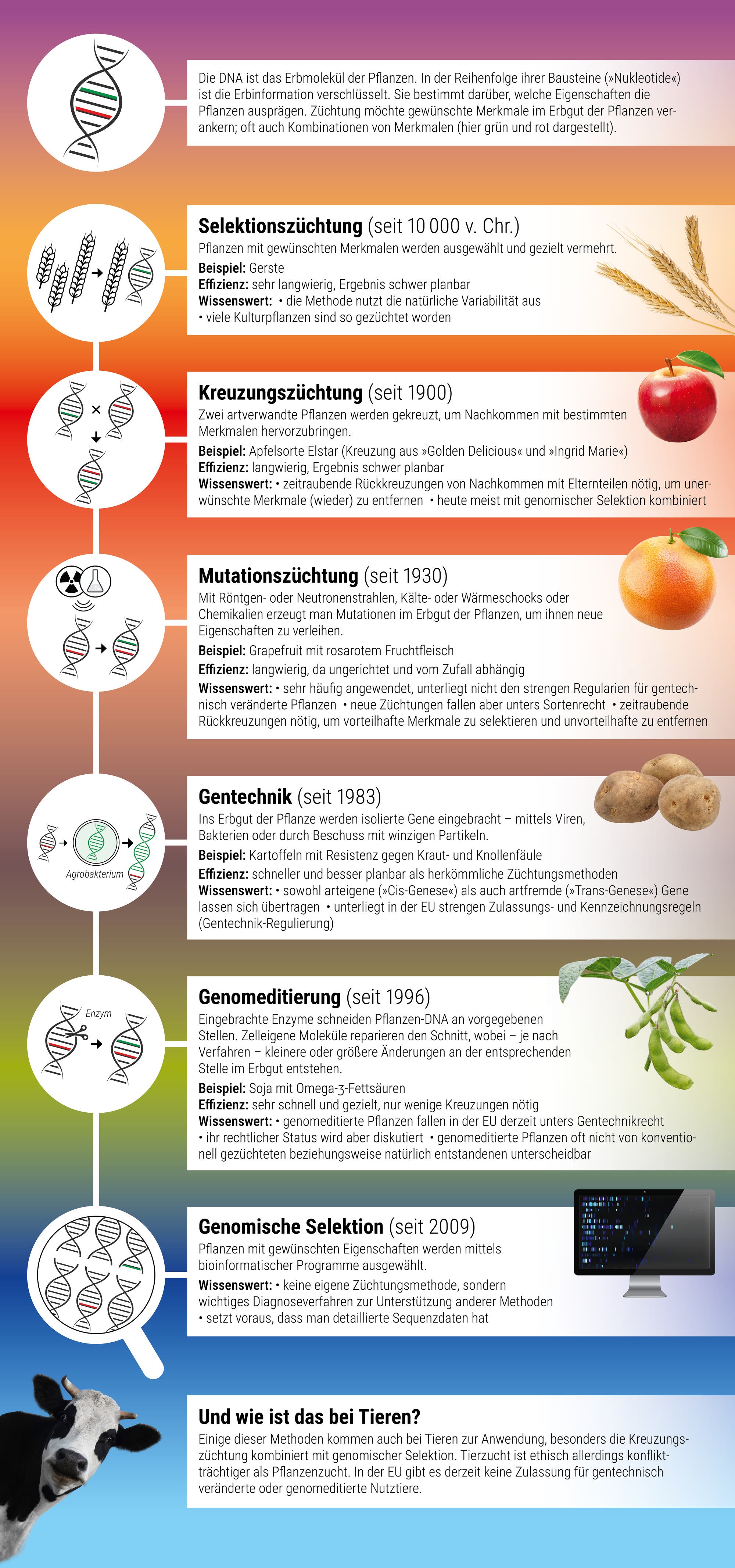 Eine Infografik, die die Entwicklung der Pflanzenzüchtung darstellt. Oben wird die DNA als Erbmaterial der Pflanzen beschrieben. Die Grafik ist in sechs Abschnitte unterteilt: Selektion (seit 10.000 v. Chr.), Kreuzung (seit 1900), Mutation (seit 1930), Gentechnik (seit 1983), Genom-Editierung (seit 1996) und Genomische Selektion (seit 2009). Jeder Abschnitt enthält Informationen zu Methoden, Effizienz, Beispielen und Wissenswertem. Fotos von Gerste, Apfel, Grapefruit, Kartoffel, Soja und Mais begleiten die Abschnitte. Unten wird die Anwendung bei Tieren erwähnt, mit einem Foto einer Kuh.
