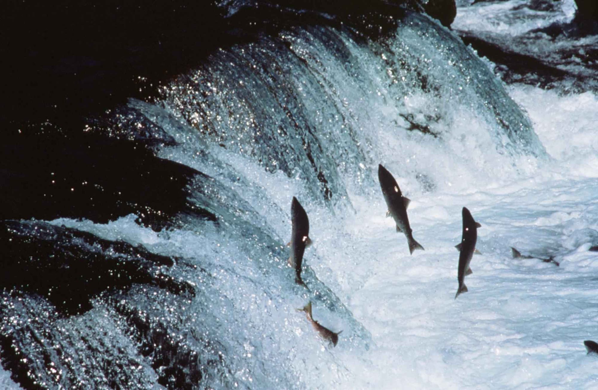 Ausgewachsene Lachse überwinden einen Wasserfall in Alaska
