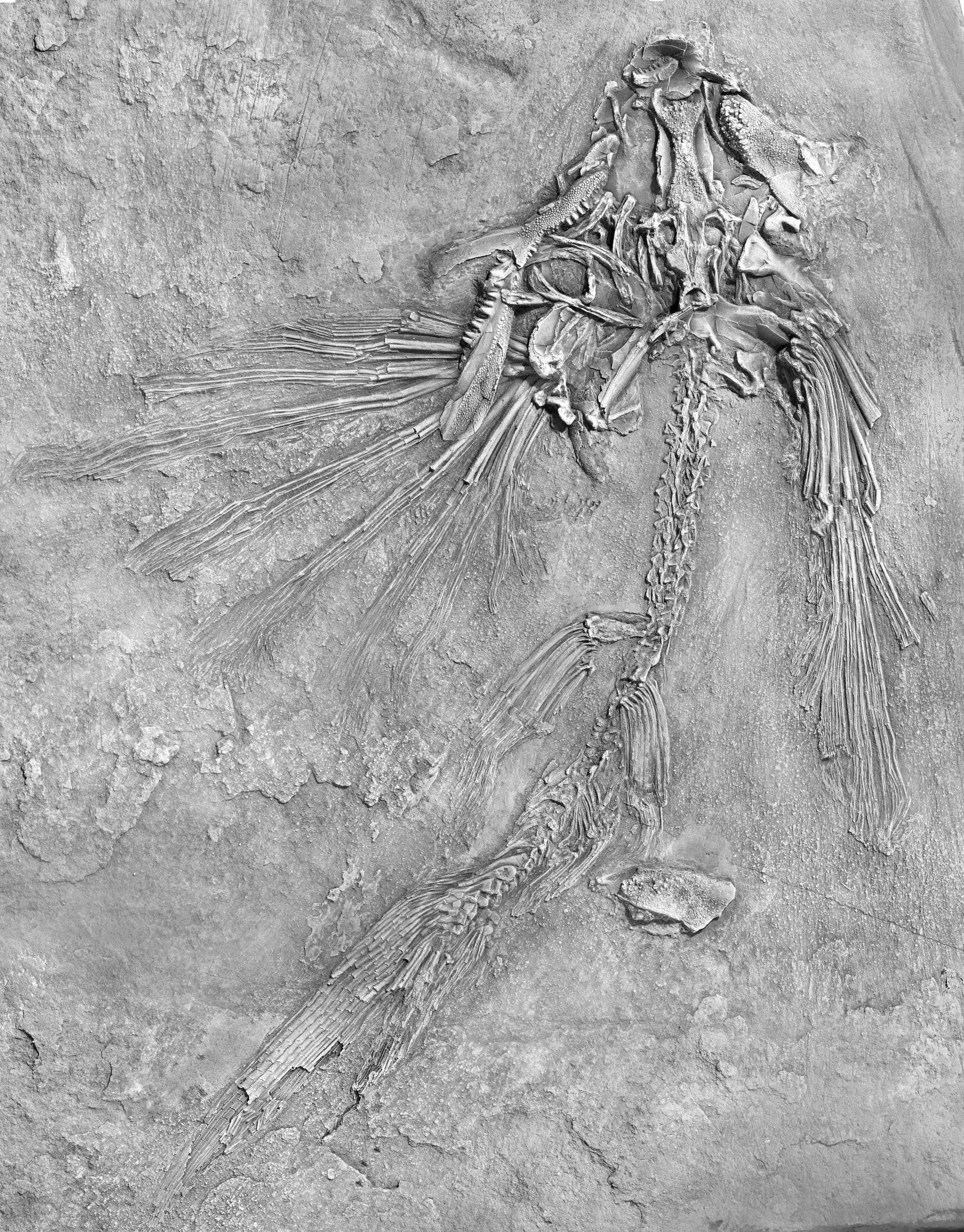 Tonstein-Fossil von Potanichthys xingyiensis