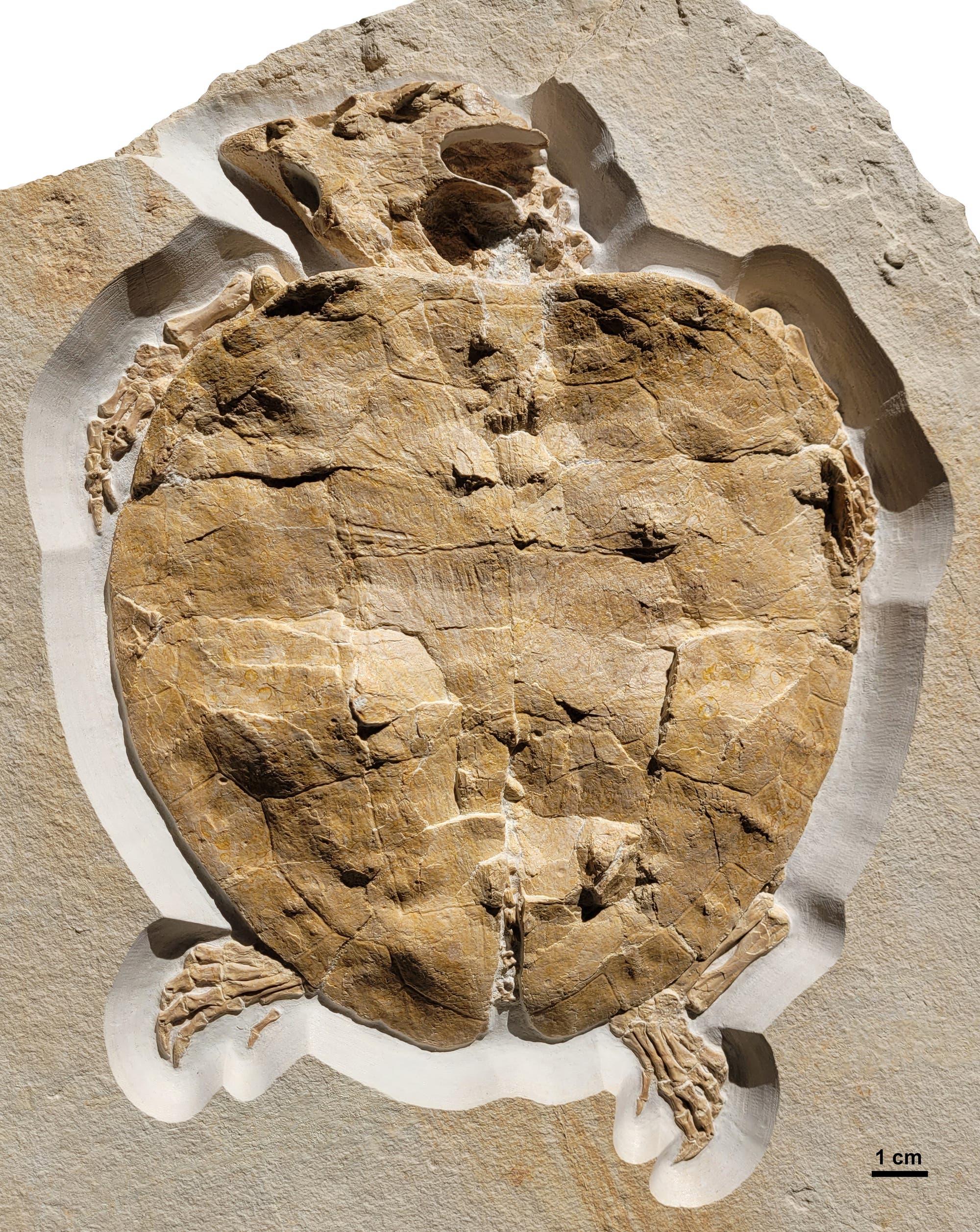 Das Fossil von Solnhofia parsonsi.