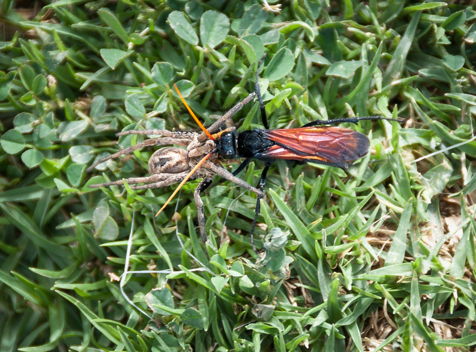 Eine große braunrote Wespe schleift eine große haarige Vogelspinne mit sich.