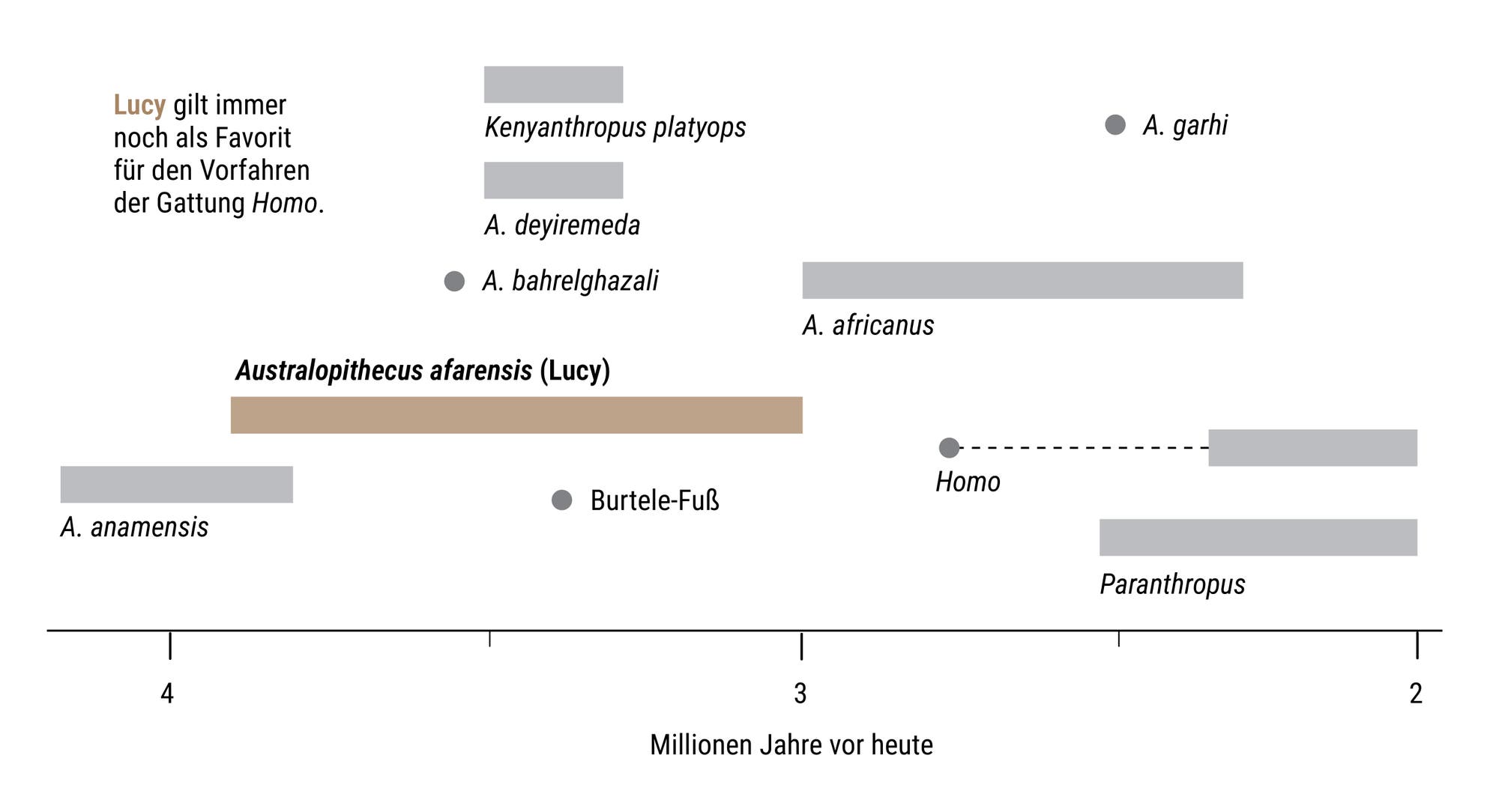 Stammbaum der Homininen