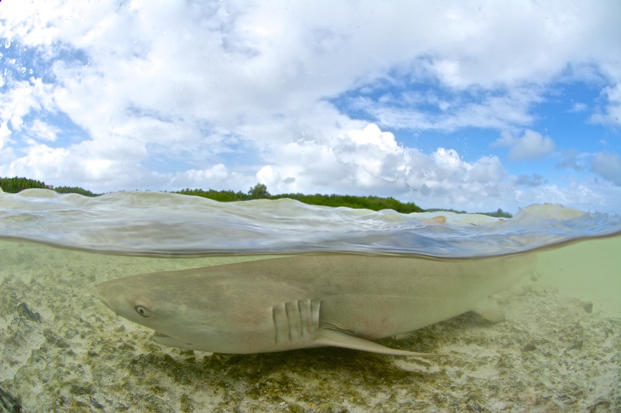 Stierhaie – nicht nur im Süßwasser zu Hause