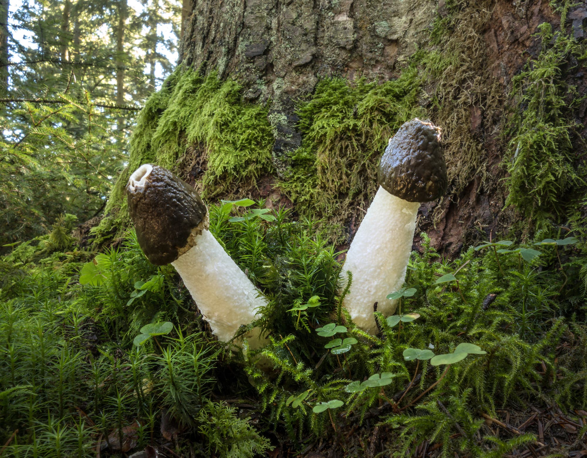 10 Gemeine Stinkmorchel – der Phallus unter den Pilzen