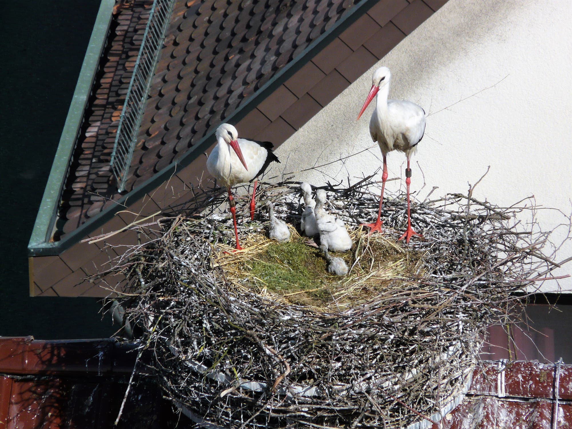 Storchenpaar mit vier Jungvögeln in einem Nest nahe einem Haus.