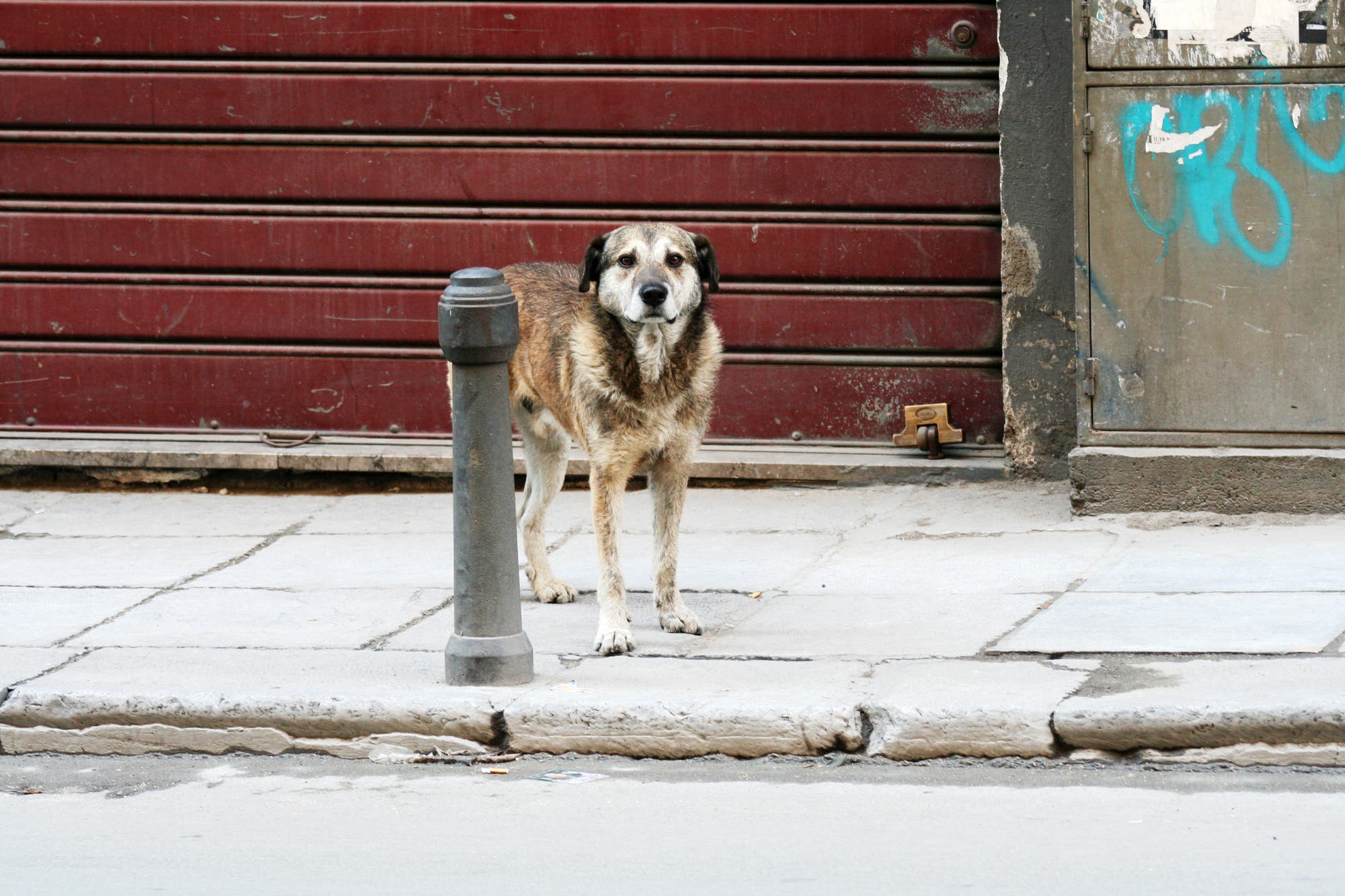 Straßenhund in Palermo