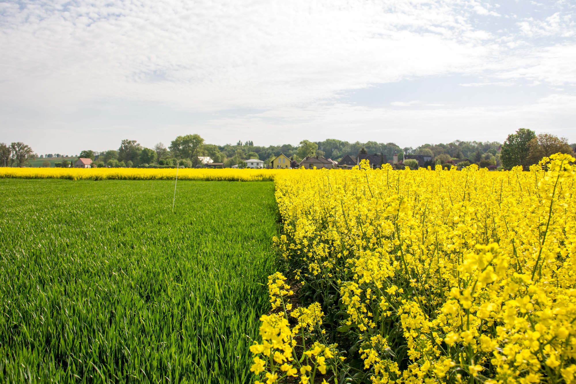 Anbaufeld mit gelbem Raps und grünem Weizen, die direkt nebeneinander wachsen. Im Hintergrund sind Häuser zu sehen. Der Himmel ist bewölkt.