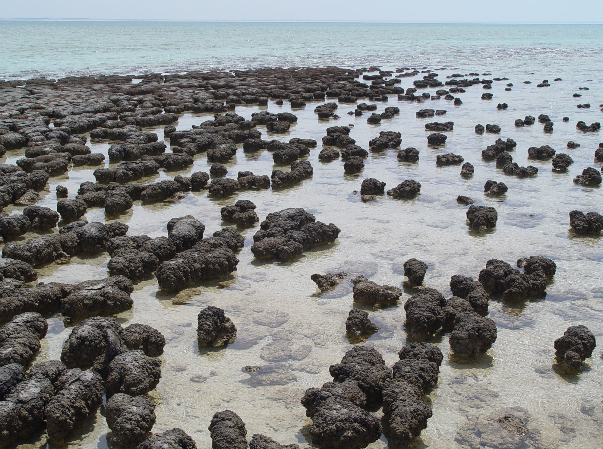 Stromatolithen vor der westaustralischen Küste in der Shark Bay