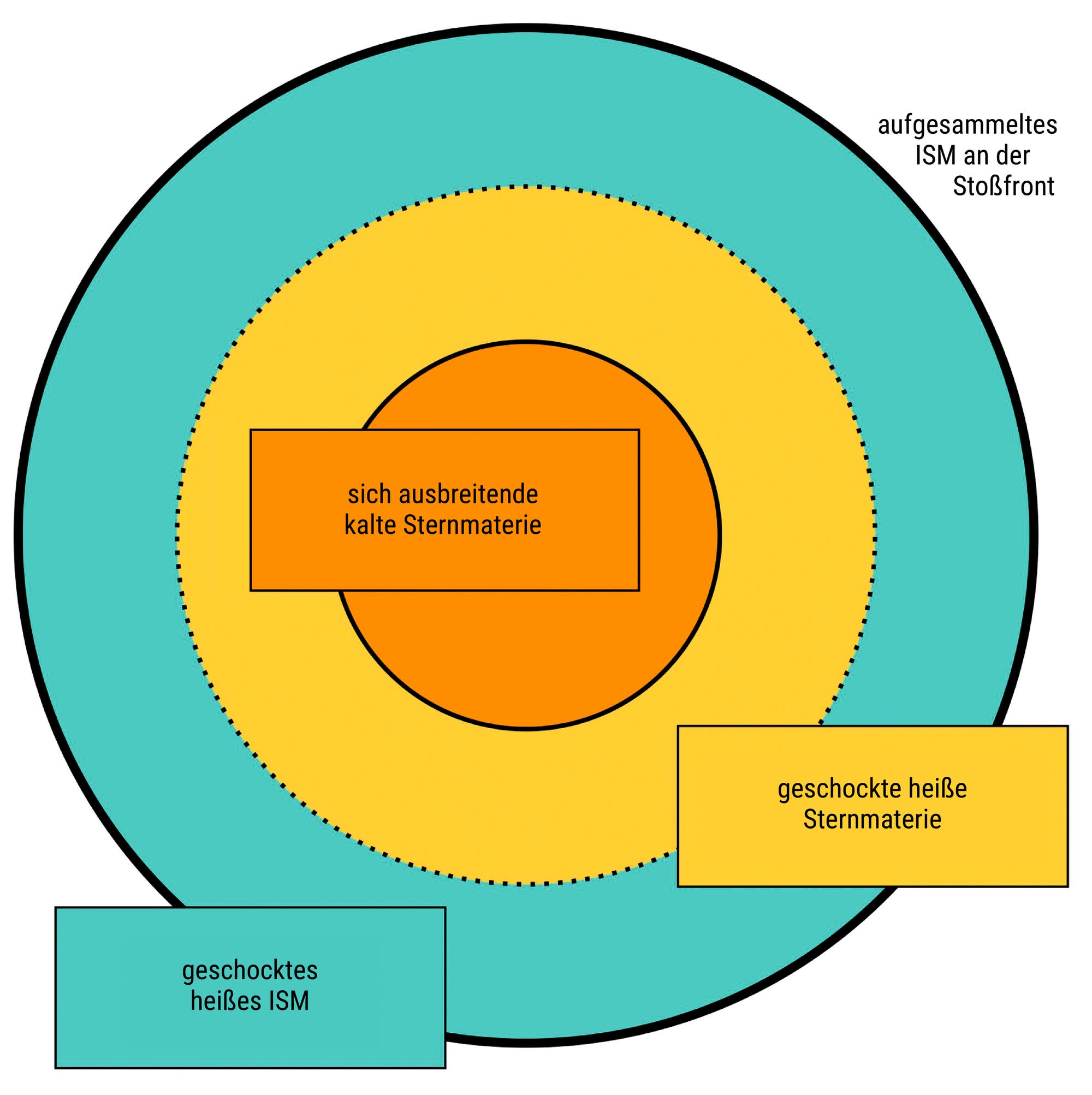 Diagramm eines jungen Supernova-Überrests. Im Zentrum befindet sich eine orangefarbene Zone, die als "sich ausbreitende kalte Sternmaterie" bezeichnet wird. Diese ist von einem gelben Ring umgeben, der "geschockte heiße Sternmaterie" darstellt. Der äußere Bereich ist grün und zeigt "geschocktes heißes ISM" (interstellares Medium). An der äußeren Grenze ist "aufgesammeltes ISM an der Stoßfront" vermerkt. Das Diagramm veranschaulicht die Schichten und Dynamik eines Supernova-Überrests.