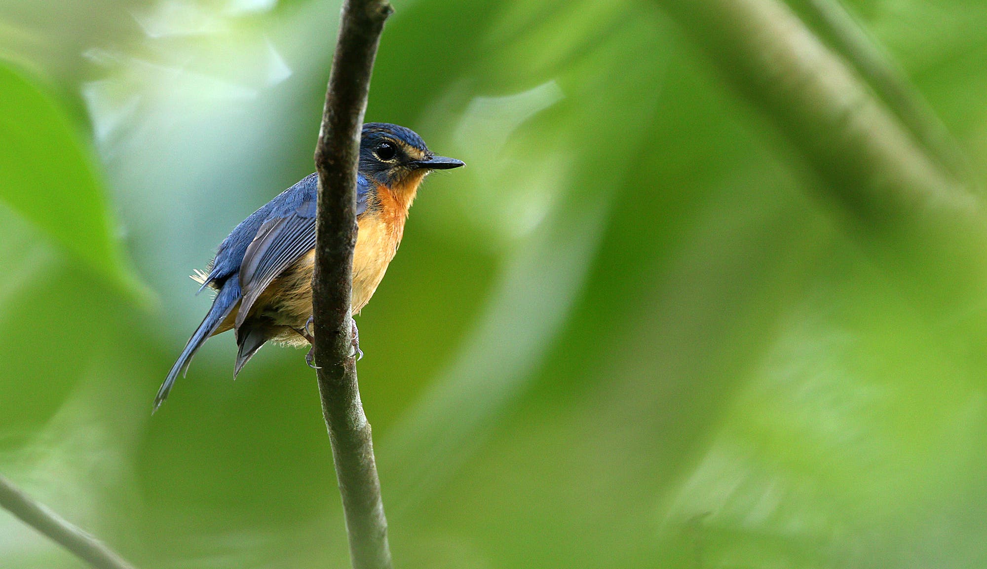 Ein kleiner Singvogel mit blauen Flügeln und blauem Rücken sowie rostbrauner Brust sitzt auf einem Ast umgeben von grünen Blättern