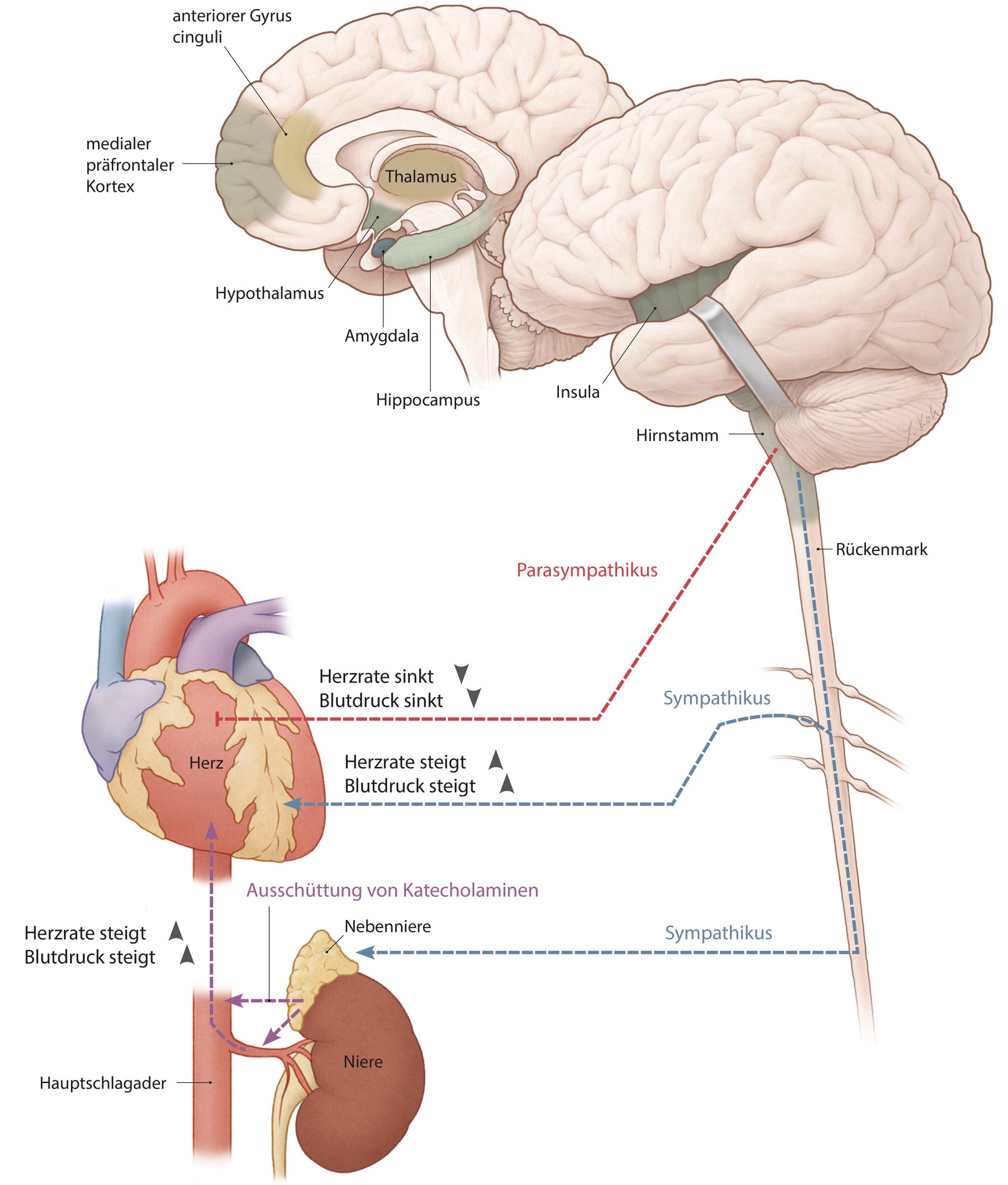 Infografik mit Gehirn und Herz zum Takotsubo-Syndrom