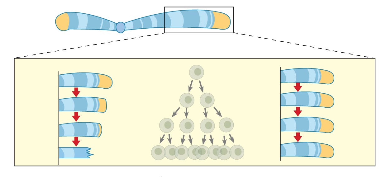 Telomerase schützt das Chromosom