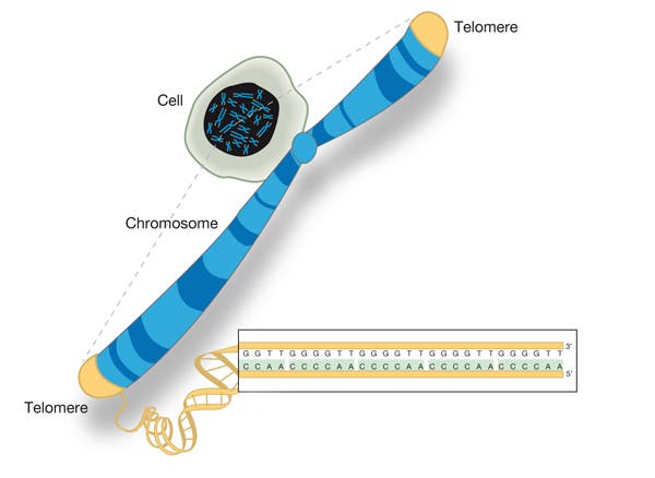 Telomer