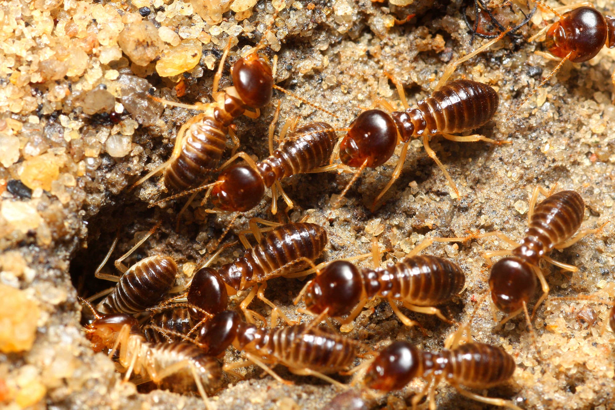 Diese Insekten spielen eine zentrale Rolle bei der Wiederbelebung von Böden in der Sahelzone.