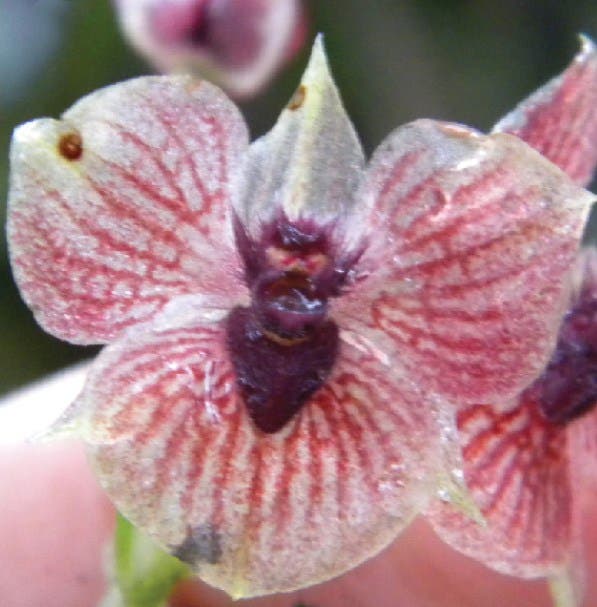 Telipogon diabolicus – eine seltene Orchidee aus Kolumbien in Nahaufnahme