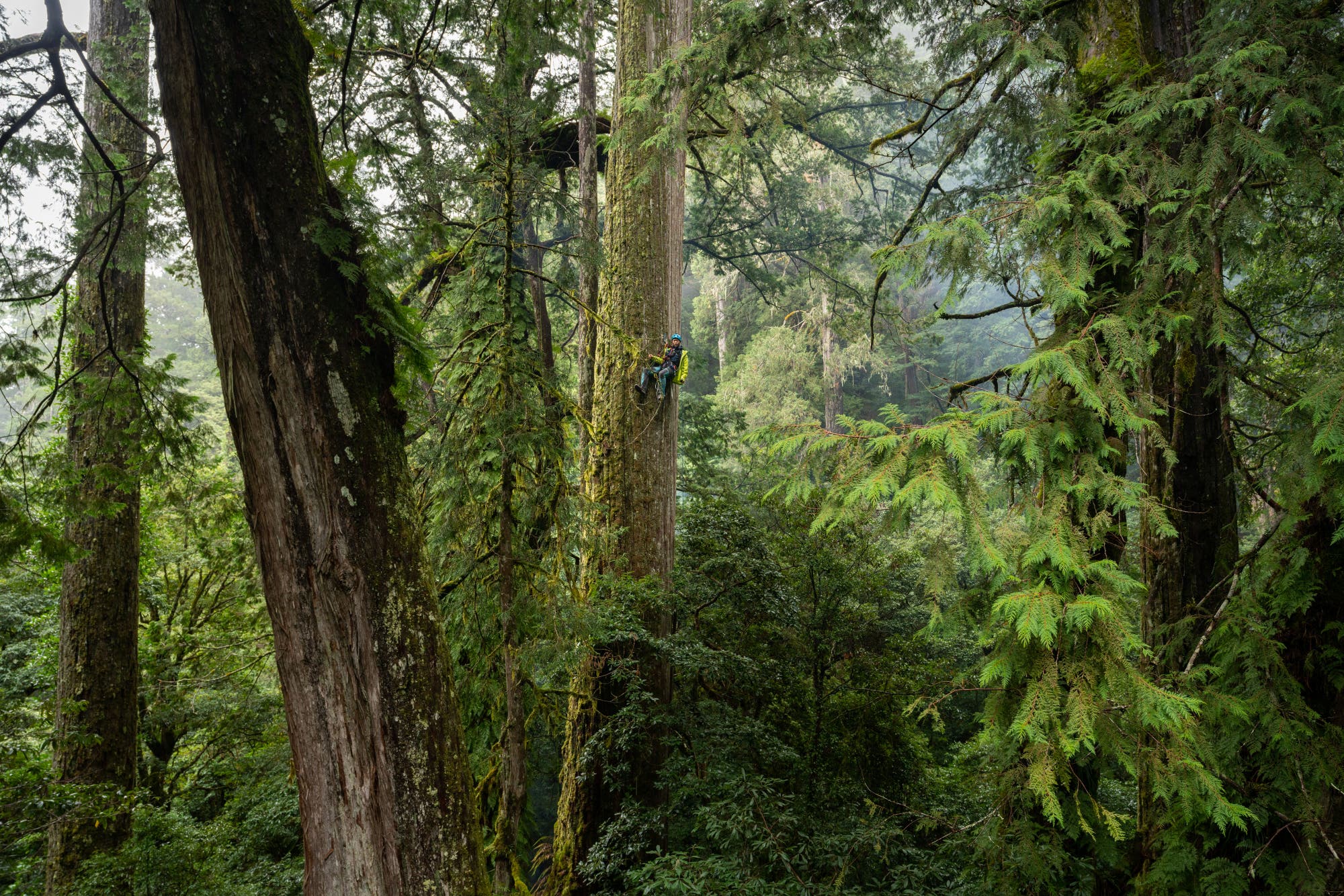 Eine Person klettert mit Kletterausr&uuml;stung an einem hohen Baum in einem dichten, gr&uuml;nen Wald. Die Szene zeigt die majest&auml;tische Gr&ouml;&szlig;e der B&auml;ume und die &uuml;ppige Vegetation des Waldes. Die Person ist in der Mitte des Bildes zu sehen, umgeben von verschiedenen Baumarten und dichtem Blattwerk. Die Atmosph&auml;re wirkt ruhig und naturverbunden.
