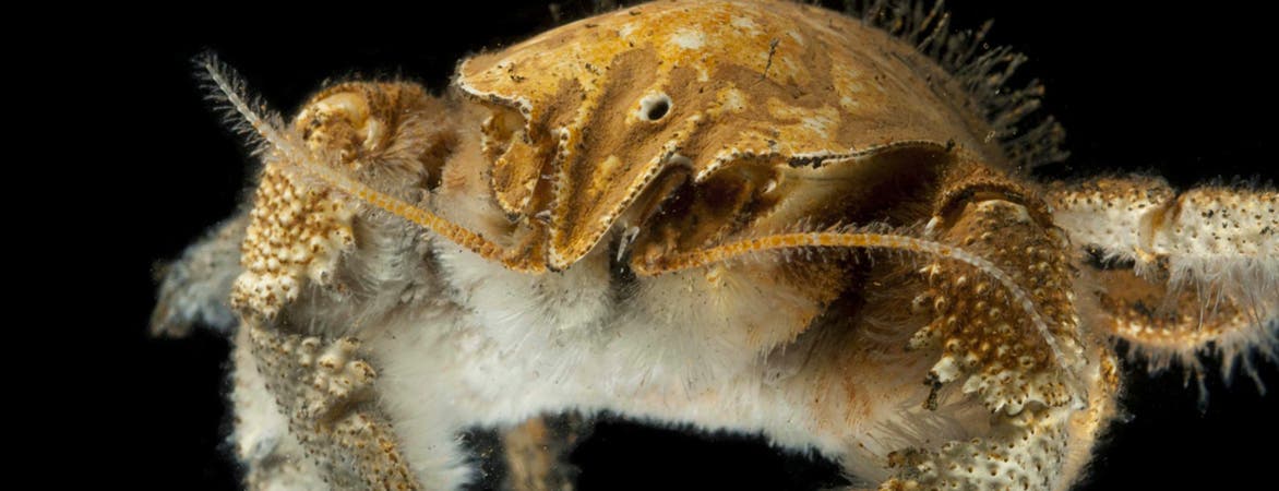 Eine Krabbe, die behaart ist wie David Hasselhoff