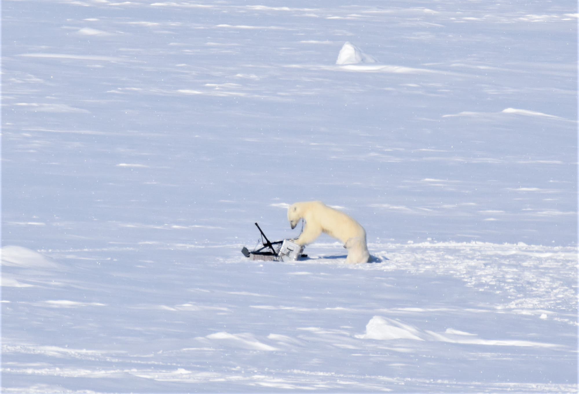 Ein Eisbär zerlegt ein Gerät aus schwarzem Gestänge, das auf dem Eis stehen geblieben war.