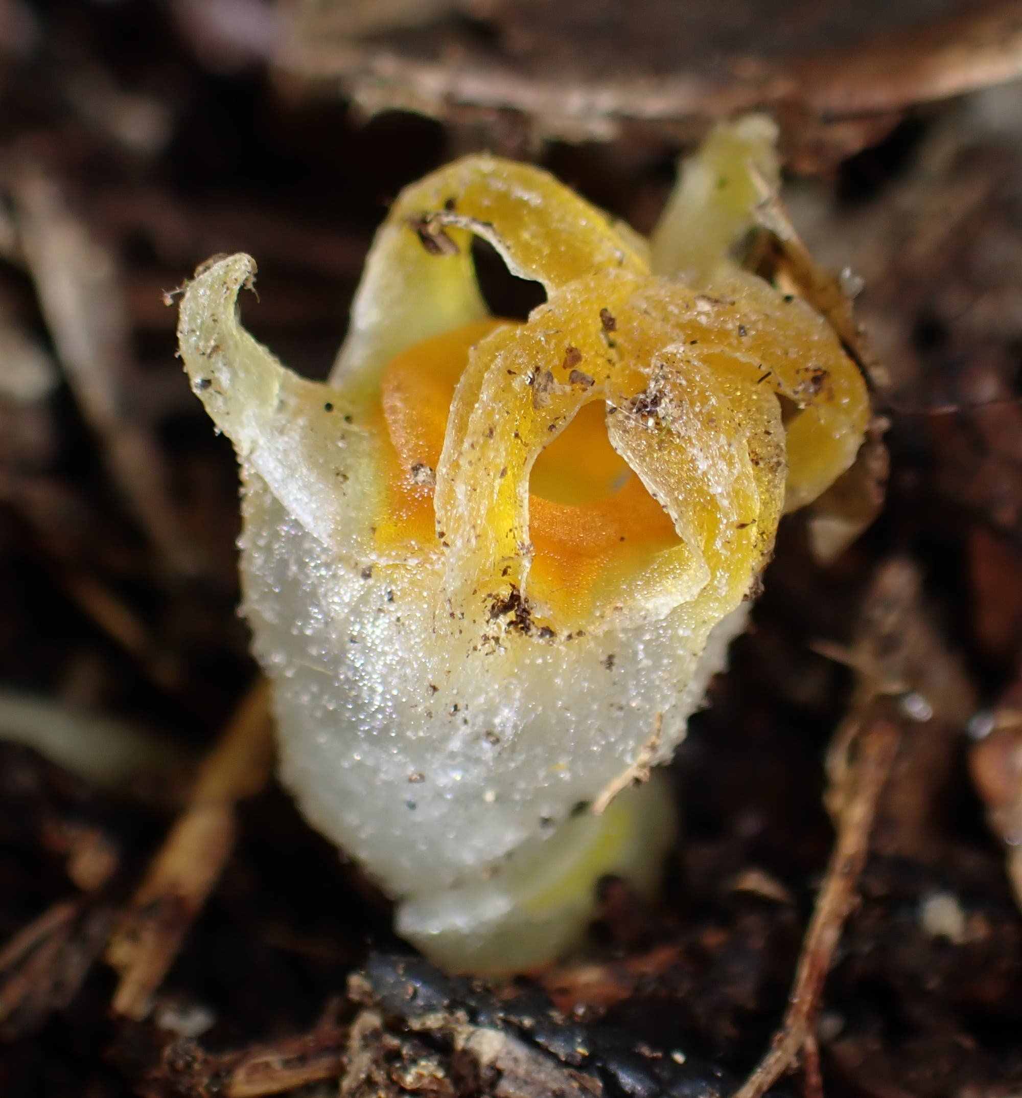 Eine Pflanze der Gattung Thismia, die im englischen Sprachraum auch »fairy lanterns« (Feen-Laternen) genannt werden