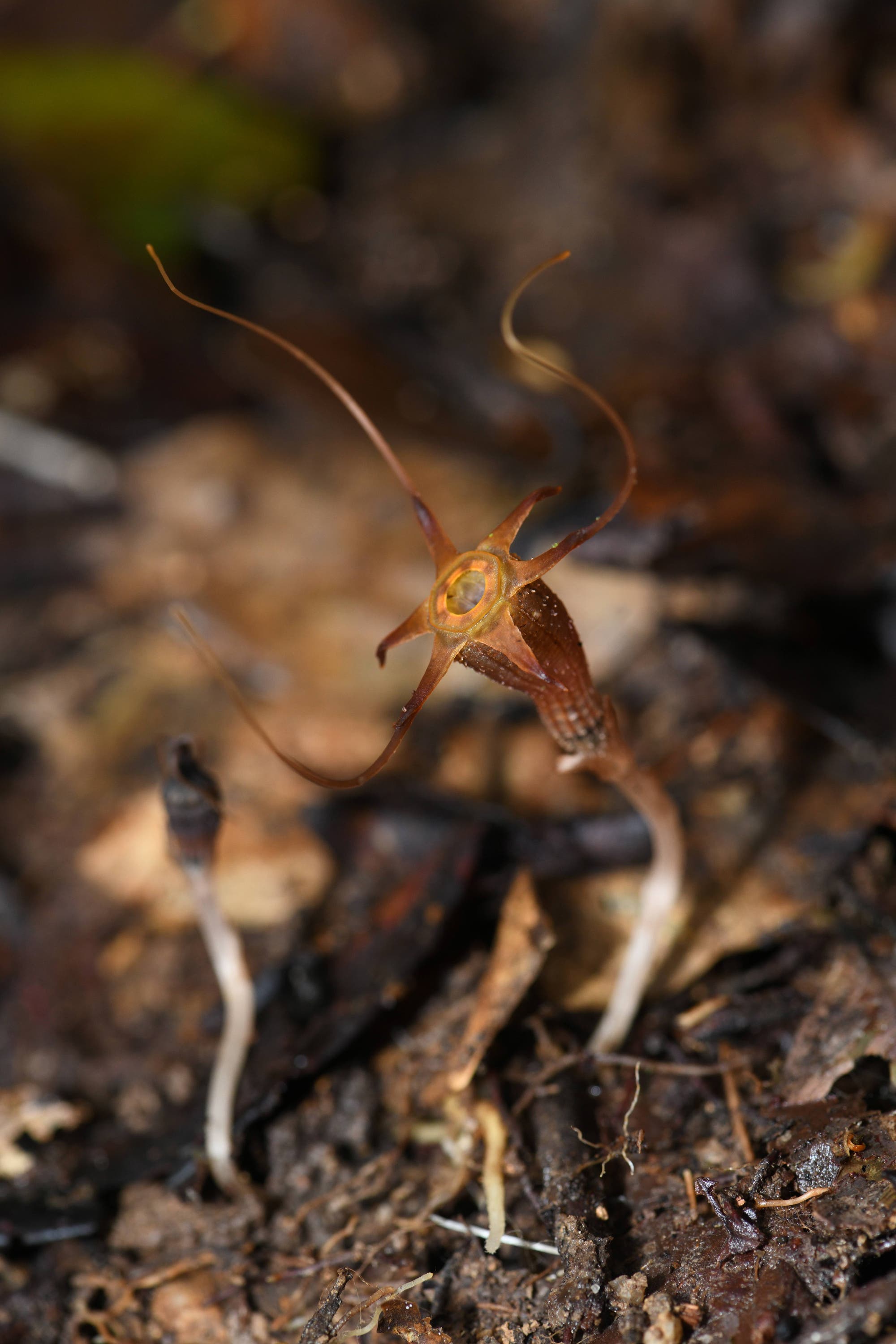 Eine Nahaufnahme einer kleinen, ungewöhnlichen Pflanze, die aus dem Waldboden wächst. Die Pflanze hat eine sternförmige Struktur mit langen, dünnen, braunen Tentakeln, die sich in verschiedene Richtungen erstrecken. Der Hintergrund zeigt feuchte Erde und verrottende Blätter, was auf einen Wald- oder Dschungelboden hindeutet.