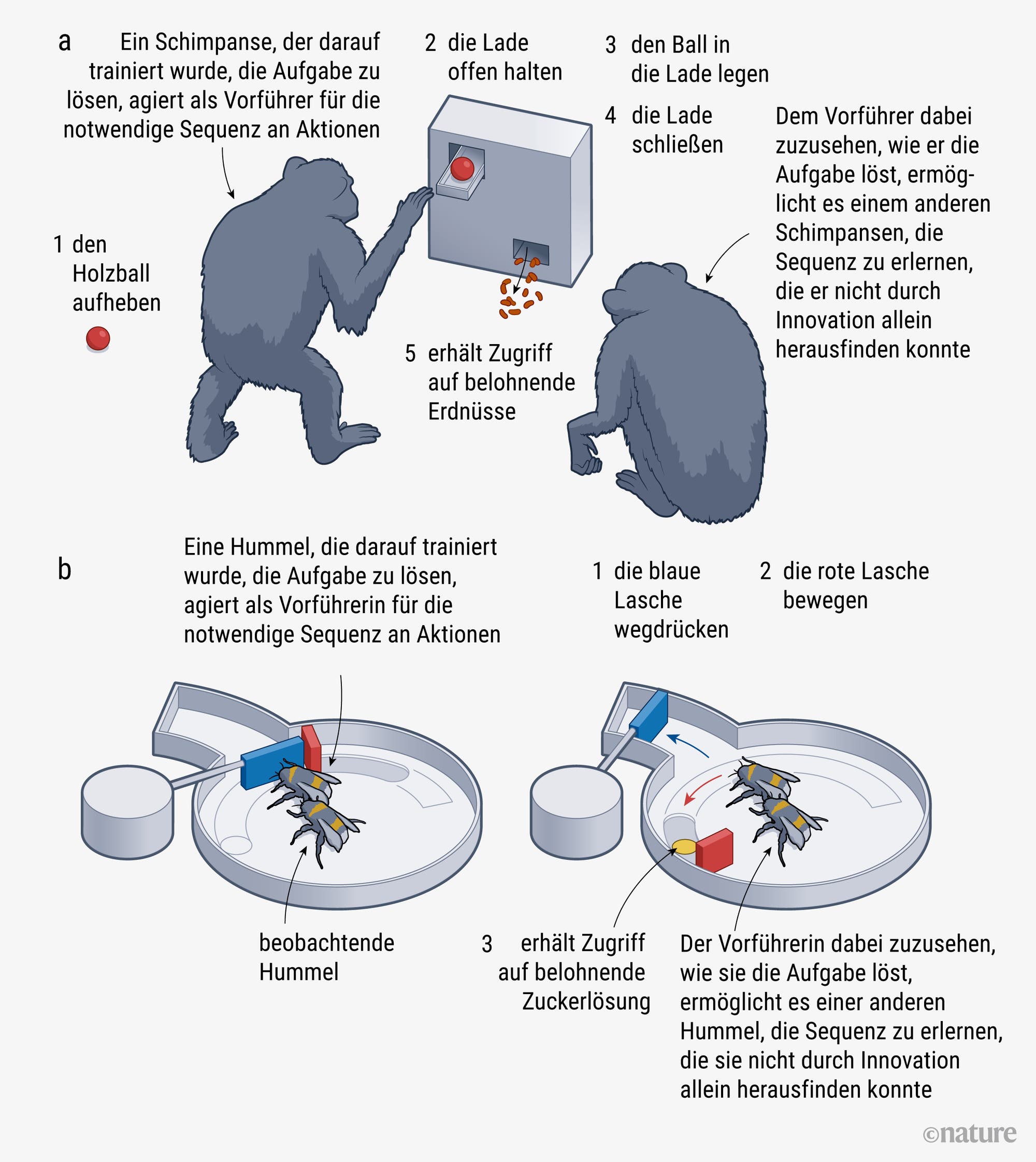 Eine Grafik, die die im Text erwähnten Versuche bei Schimpansen und Hummeln bildlich zusammenfasst