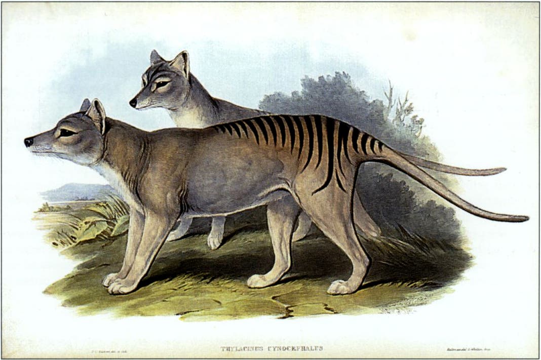 Tasmanischer Tiger (Beutelwolf)