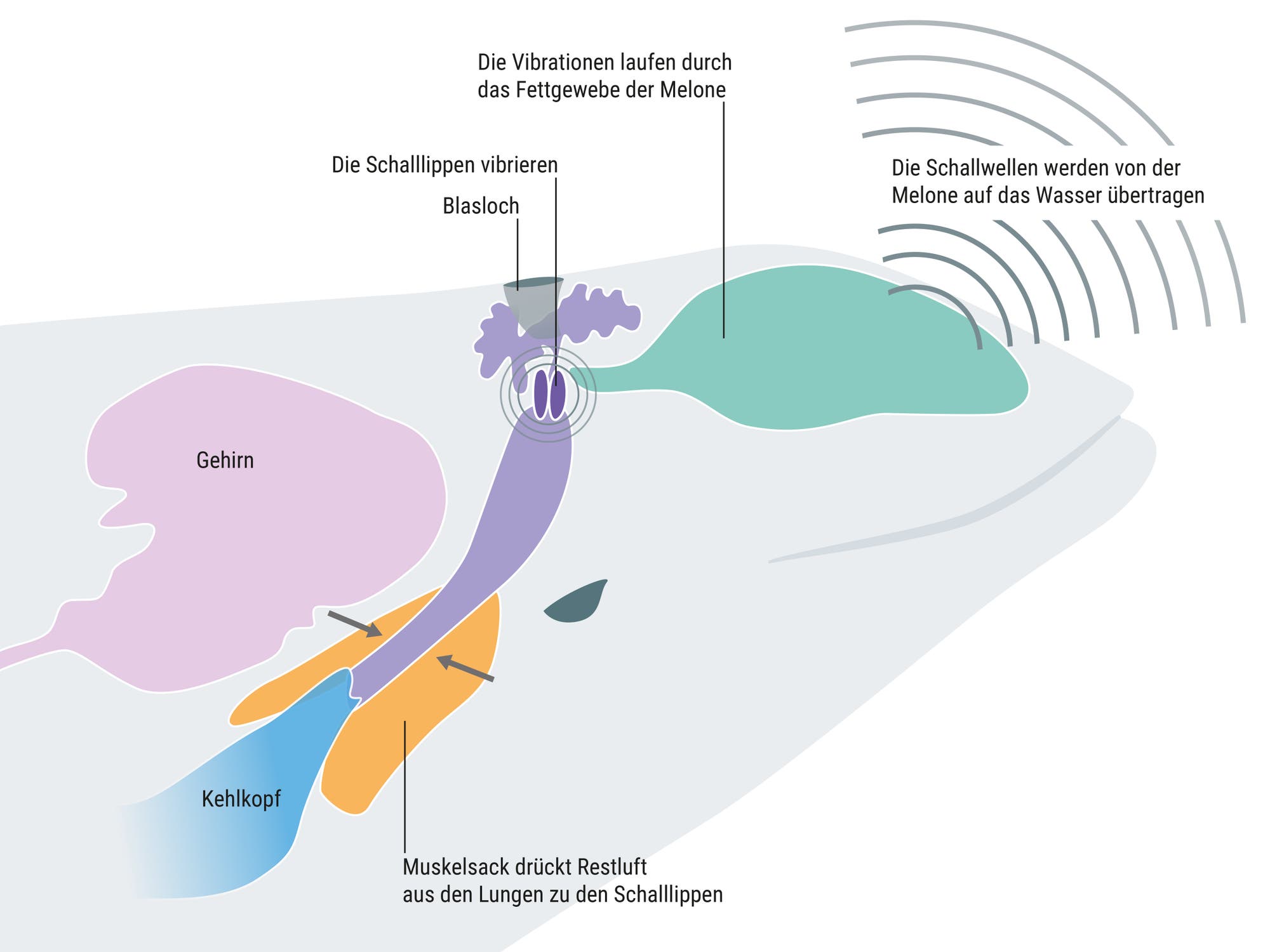 Diagramm der Schallerzeugung bei einem Wal. Der Prozess beginnt mit einem Muskelsack, der Restluft aus den Lungen zu den Schalllippen drückt, die dann vibrieren. Diese Vibrationen laufen durch das Fettgewebe der Melone, bevor die Schallwellen von der Melone auf das Wasser übertragen werden. Beschriftungen im Bild: "Muskelsack drückt Restluft aus den Lungen zu den Schalllippen", "Die Schalllippen vibrieren", "Die Vibrationen laufen durch das Fettgewebe der Melone", "Die Schallwellen werden von der Melone auf das Wasser übertragen". Weitere beschriftete Teile sind Gehirn, Blasloch und Kehlkopf.