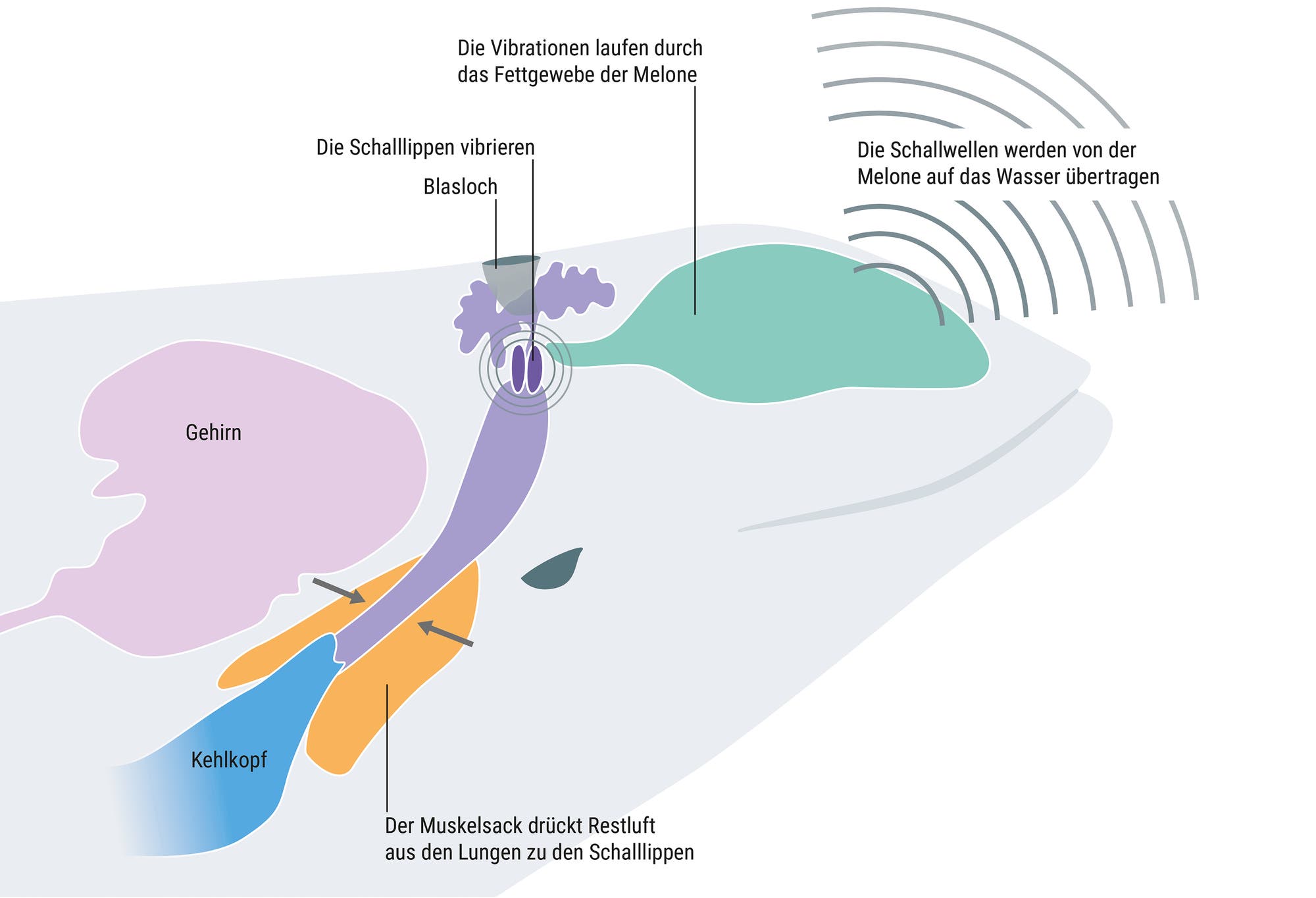 Diagramm der Schallerzeugung bei einem Wal. Der Prozess beginnt mit einem Muskelsack, der Restluft aus den Lungen zu den Schalllippen drückt, die dann vibrieren. Diese Vibrationen laufen durch das Fettgewebe der Melone, bevor die Schallwellen von der Melone auf das Wasser übertragen werden. Beschriftungen im Bild: "Muskelsack drückt Restluft aus den Lungen zu den Schalllippen", "Die Schalllippen vibrieren", "Die Vibrationen laufen durch das Fettgewebe der Melone", "Die Schallwellen werden von der Melone auf das Wasser übertragen". Weitere beschriftete Teile sind Gehirn, Blasloch und Kehlkopf.