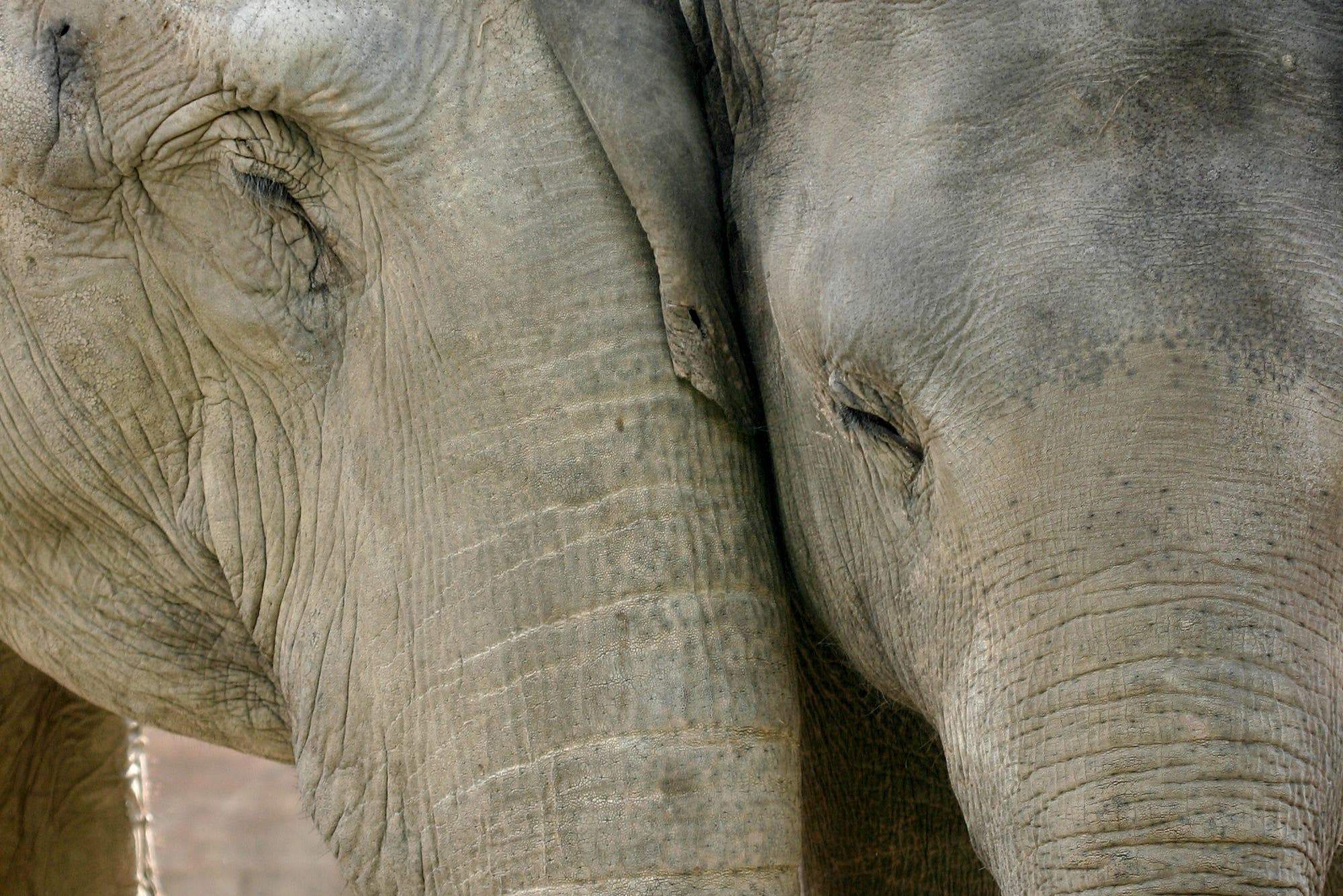 Elefanten kümmern sich umeinander