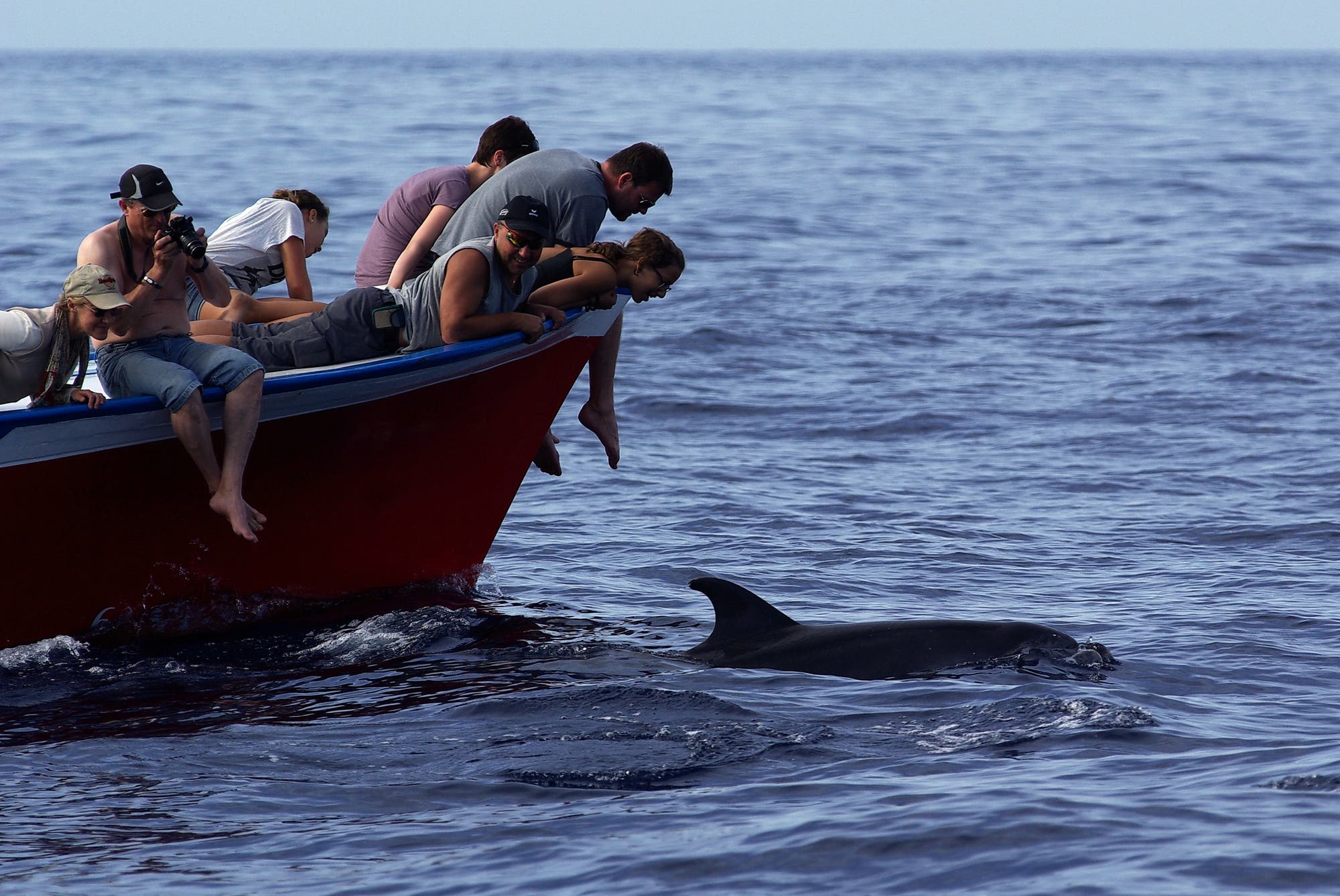 Eine Gruppe von Menschen lehnt sich über die Seite eines roten Bootes, um einen Delfin im Wasser zu beobachten. Der Delfin schwimmt nahe an der Wasseroberfläche im offenen Meer. Die Personen wirken interessiert und einige halten Kameras in der Hand. Der Himmel ist klar und das Meer ruhig.
