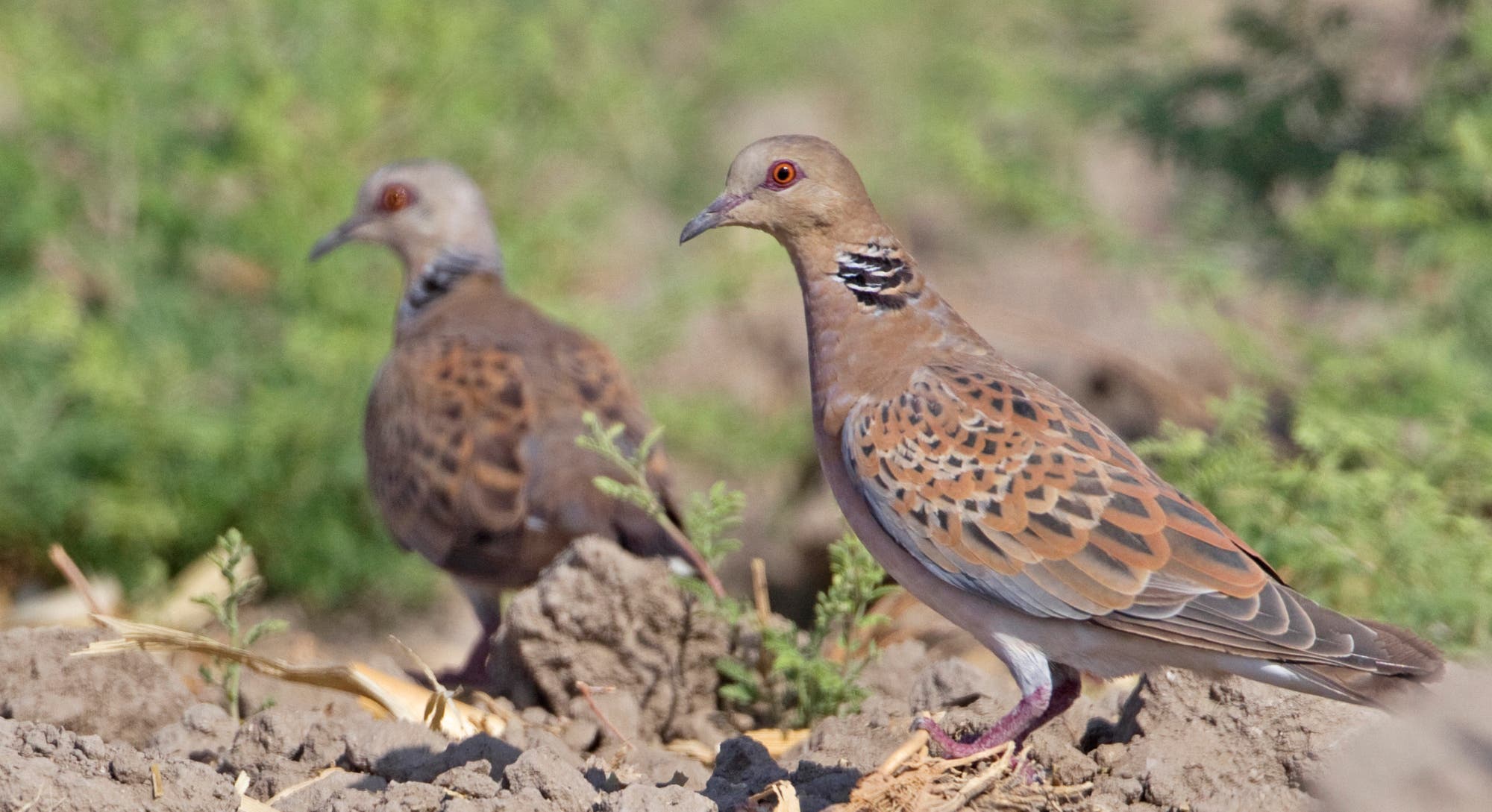 Zwei Turteltauben stehen auf einem erdigen Boden mit vereinzelten grünen Pflanzen. Die Vögel haben ein braunes Gefieder mit schwarzen und weißen Markierungen am Hals. Der Hintergrund ist unscharf und zeigt grüne Vegetation.