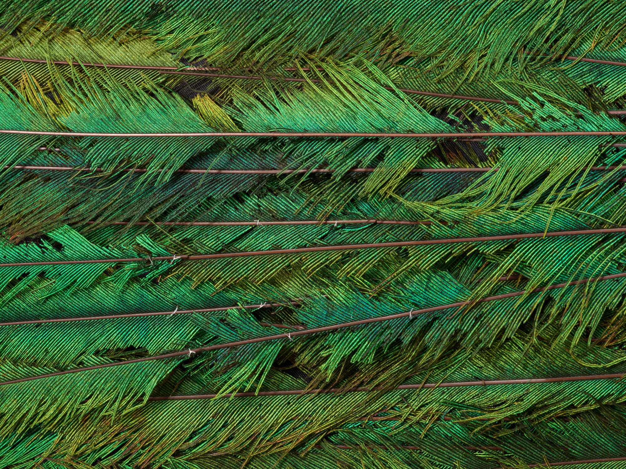 Ein Foto von mehreren übereinanderliegenden Federn, die in verschiedenen Grüntönen schimmern. Die Federn sind dicht angeordnet und zeigen feine, parallele Linienstrukturen, die das Licht reflektieren und einen metallischen Glanz erzeugen. Die Farben variieren von tiefem Grün bis zu goldenen Akzenten, was ein lebendiges und texturiertes Muster ergibt.