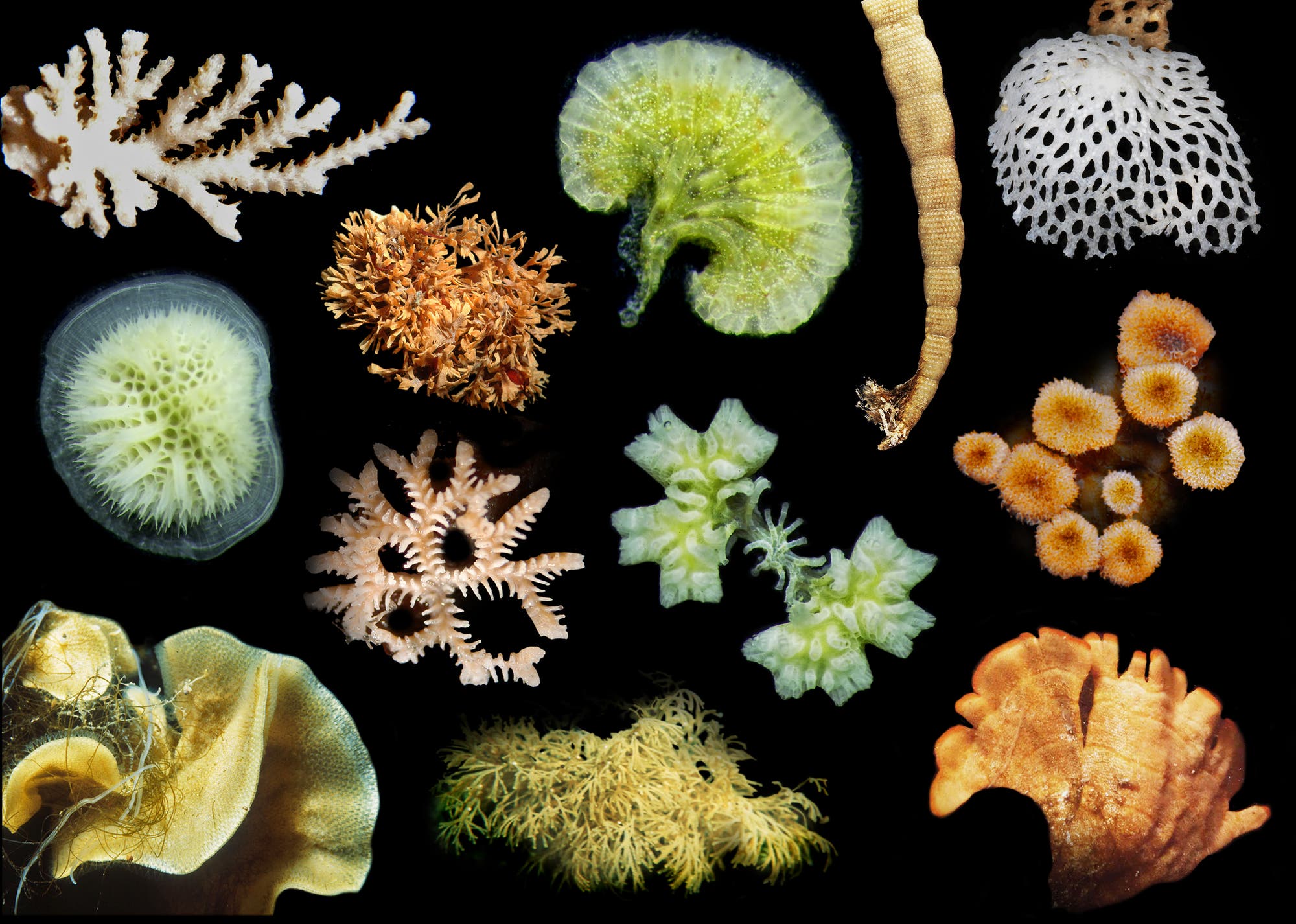 Die mikroskopisch kleinen Bryozoen bilden Kolonien von erstaunlicher Formen- und Farbvielfalt.