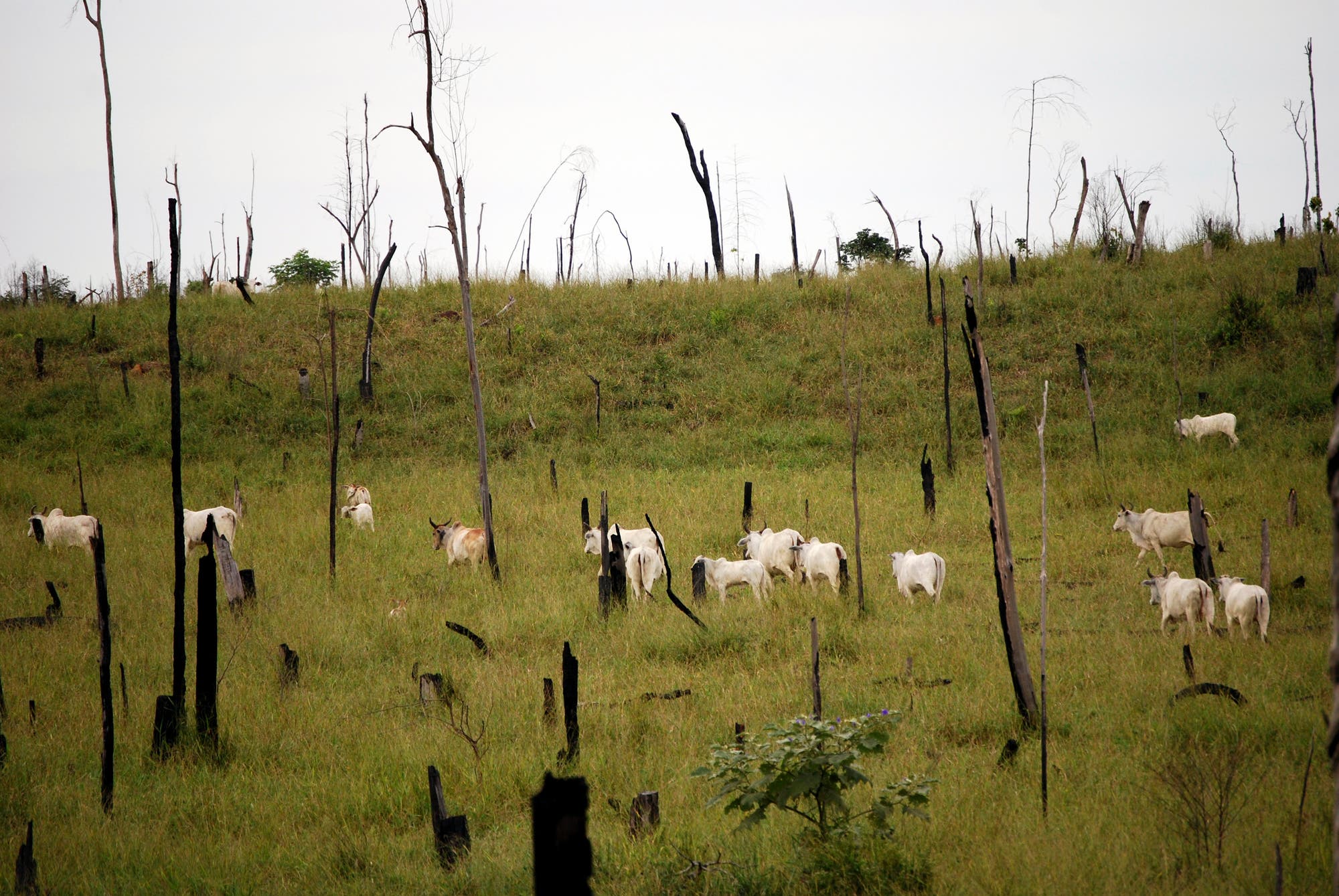 Vieh weidet zwischen verkohlten Baumstümpfen – den kläglichen Resten des einstigen Regenwaldes