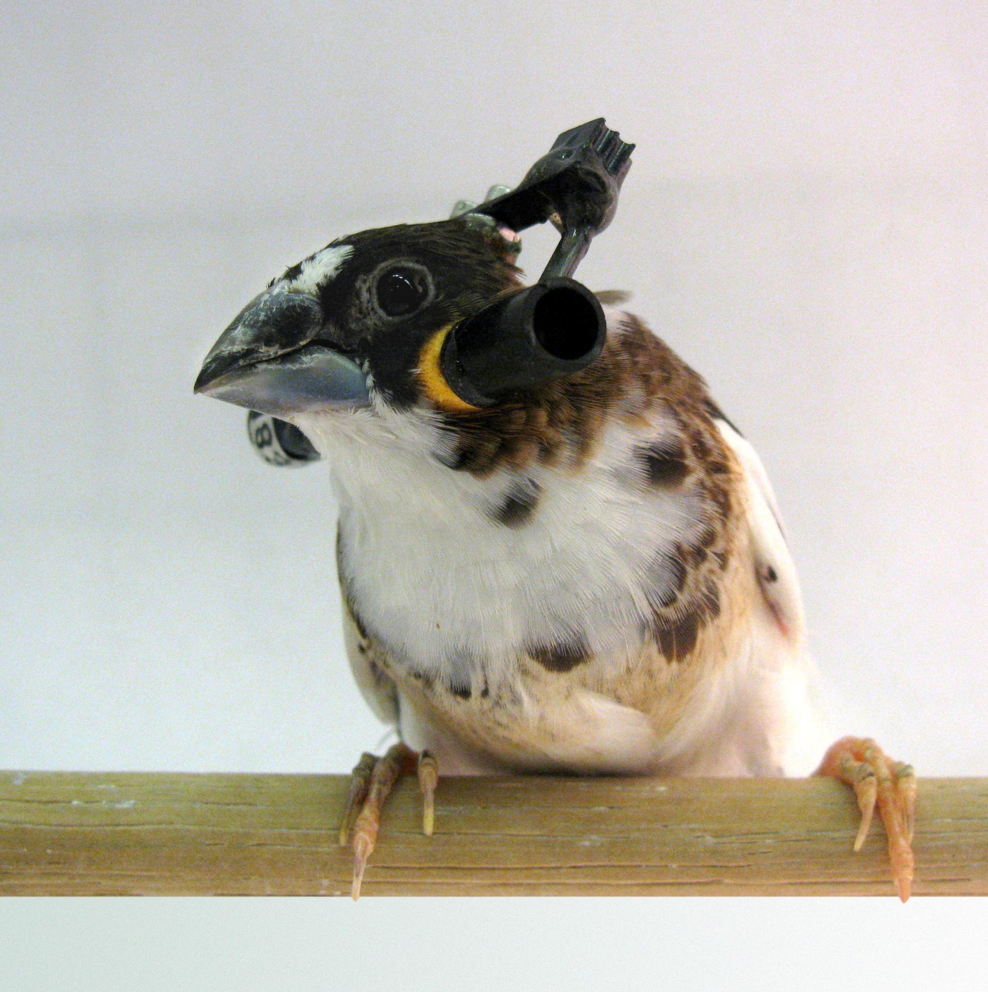 Vogel mit Kopfhörer