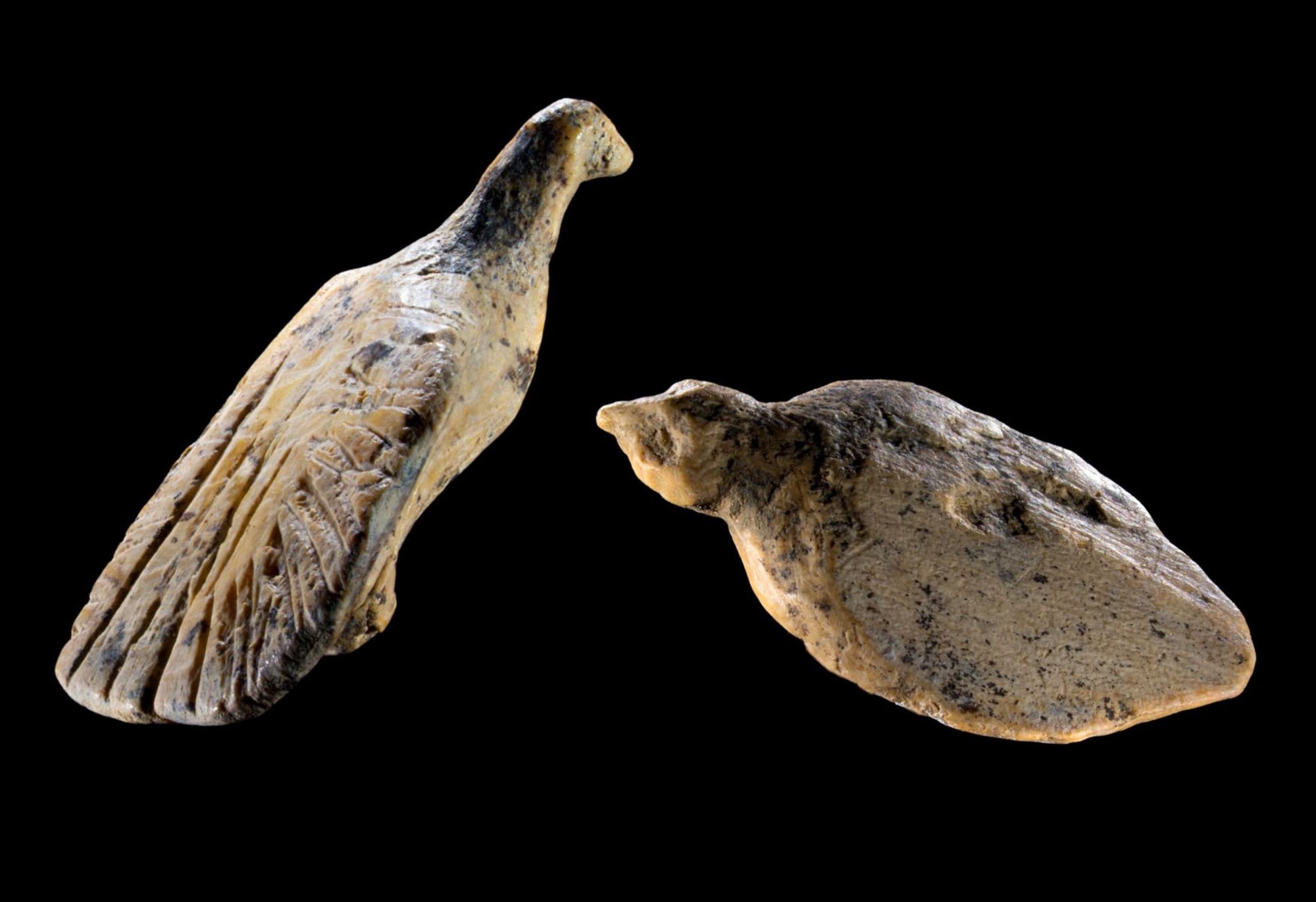 Zwei geschnitzte Vogelstatuetten aus Mammutelfenbein, die auf einem schwarzen Hintergrund pr&auml;sentiert werden. Die linke Figur zeigt detaillierte Federn und einen aufrechten Kopf, w&auml;hrend die rechte Figur einen flacheren K&ouml;rper und einen geneigten Kopf aufweist. Beide Objekte scheinen sehr alt zu sein und weisen nat&uuml;rliche Verf&auml;rbungen und Texturen auf.