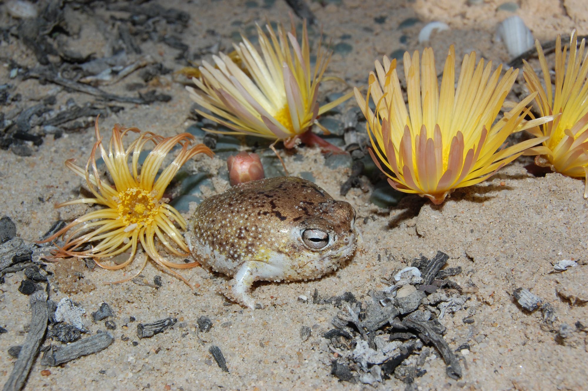 Der kleine, rundliche W&uuml;stenregenfrosch sitzt auf sandigem Boden, umgeben von mehreren gelben, bl&uuml;tenartigen Pflanzen. Er hat eine br&auml;unliche, gesprenkelte Haut. Die Umgebung ist trocken und mit kleinen Zweigen und Steinen bedeckt. Die Szene vermittelt einen Eindruck von einem nat&uuml;rlichen Lebensraum in einer W&uuml;sten- oder Trockenzone.