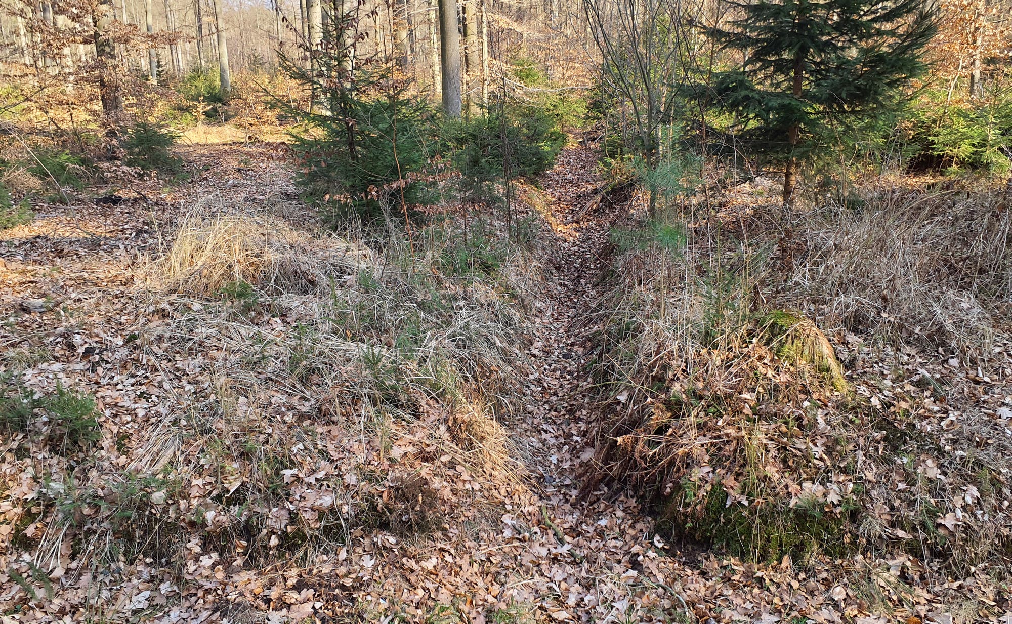 Ein schmaler, mit Laub bedeckter Pfad führt durch einen herbstlichen Wald. Auf beiden Seiten des Pfades sind Grasbüschel und kleine Tannenbäume zu sehen. Im Hintergrund stehen größere Laubbäume, deren Blätter größtenteils abgefallen sind. Die Szene vermittelt eine ruhige, natürliche Atmosphäre.