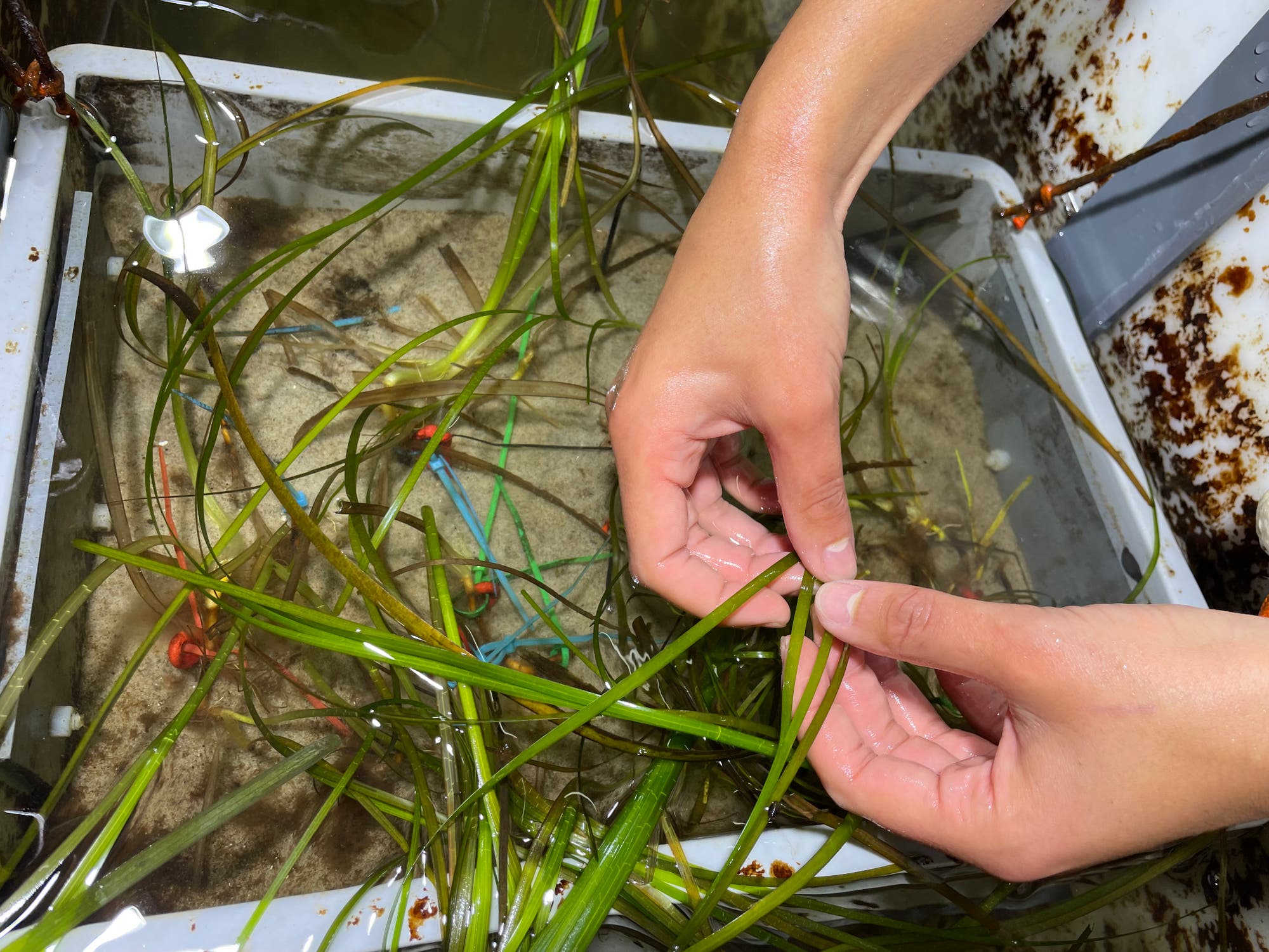Eine Person hält Wasserpflanzen in einem flachen Behälter mit Sandboden. Die Hände sind im Wasser, umgeben von langen, grünen Blättern. Im Hintergrund sind bunte Kabel zu sehen, die möglicherweise zur Befestigung oder Untersuchung der Pflanzen dienen. Die Szene findet in einer Laborumgebung statt.