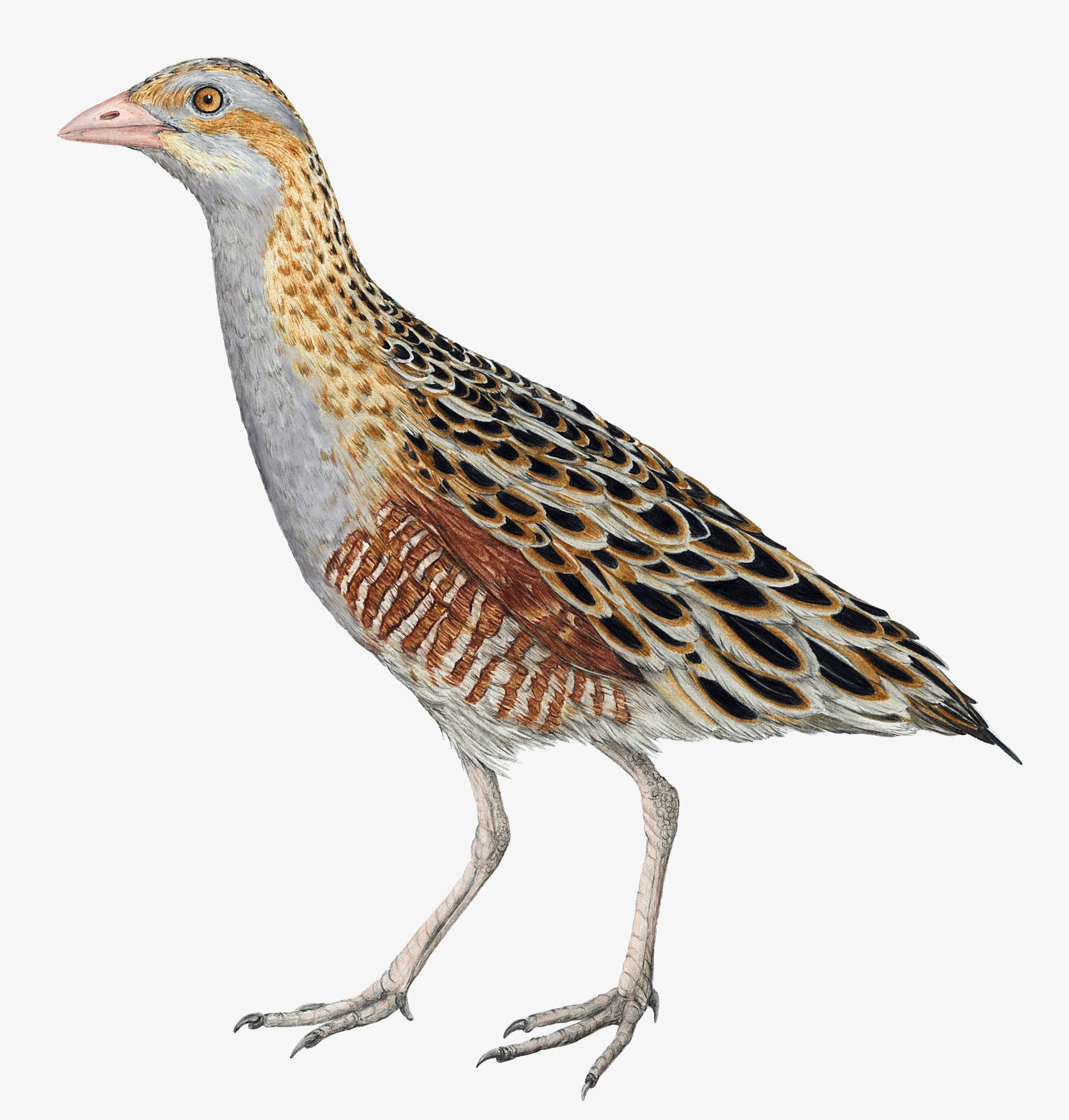 Eine detaillierte Illustration eines Wachtelkönigs, eines Vogels mit braunem, schwarz gesprenkeltem Gefieder und einem grauen Kopf. Der Vogel steht aufrecht und zeigt seine charakteristischen langen Beine und den kurzen Schnabel. 