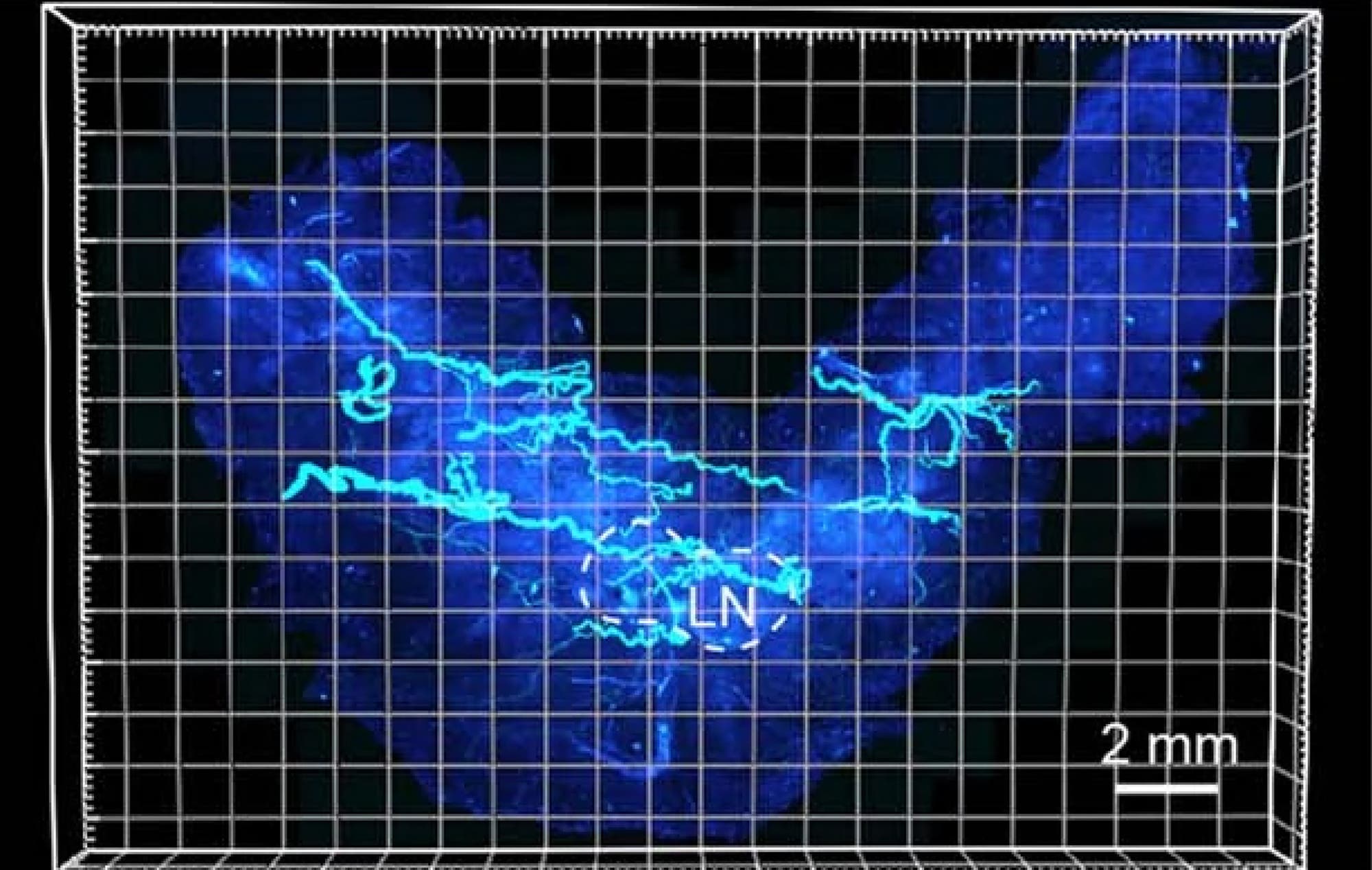 Das Bild zeigt eine mikroskopische Aufnahme eines biologischen Gewebes, das in einem blauen fluoreszierenden Licht leuchtet. Die Struktur ist auf einem Raster dargestellt, das eine Größenreferenz von 2 mm bietet. In der Mitte des Bildes ist der Bereich mit "LN" markiert, was auf die anatomische Struktur eines Lymphknotens hinweist.